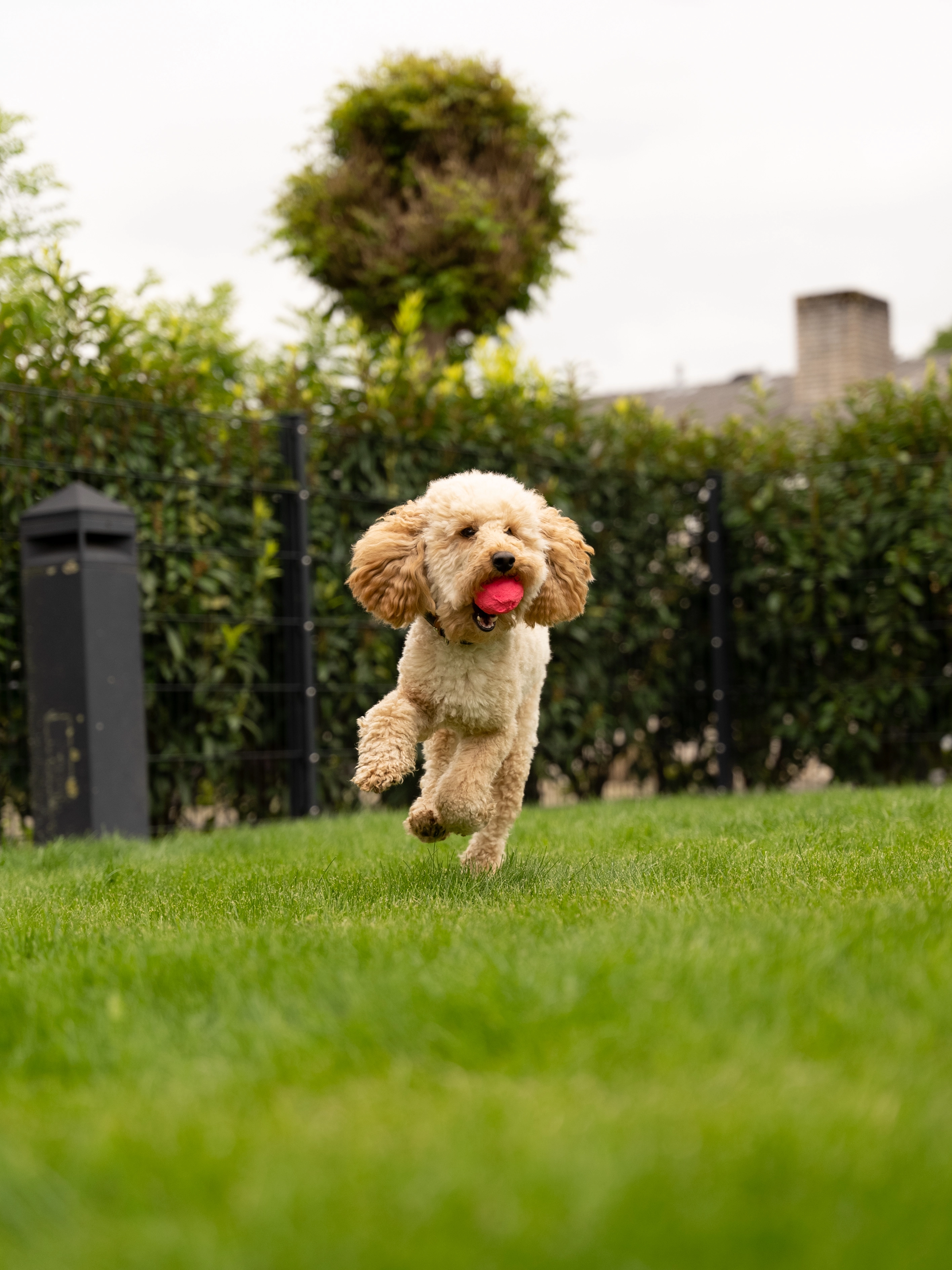 Wunderball von TrendPet
