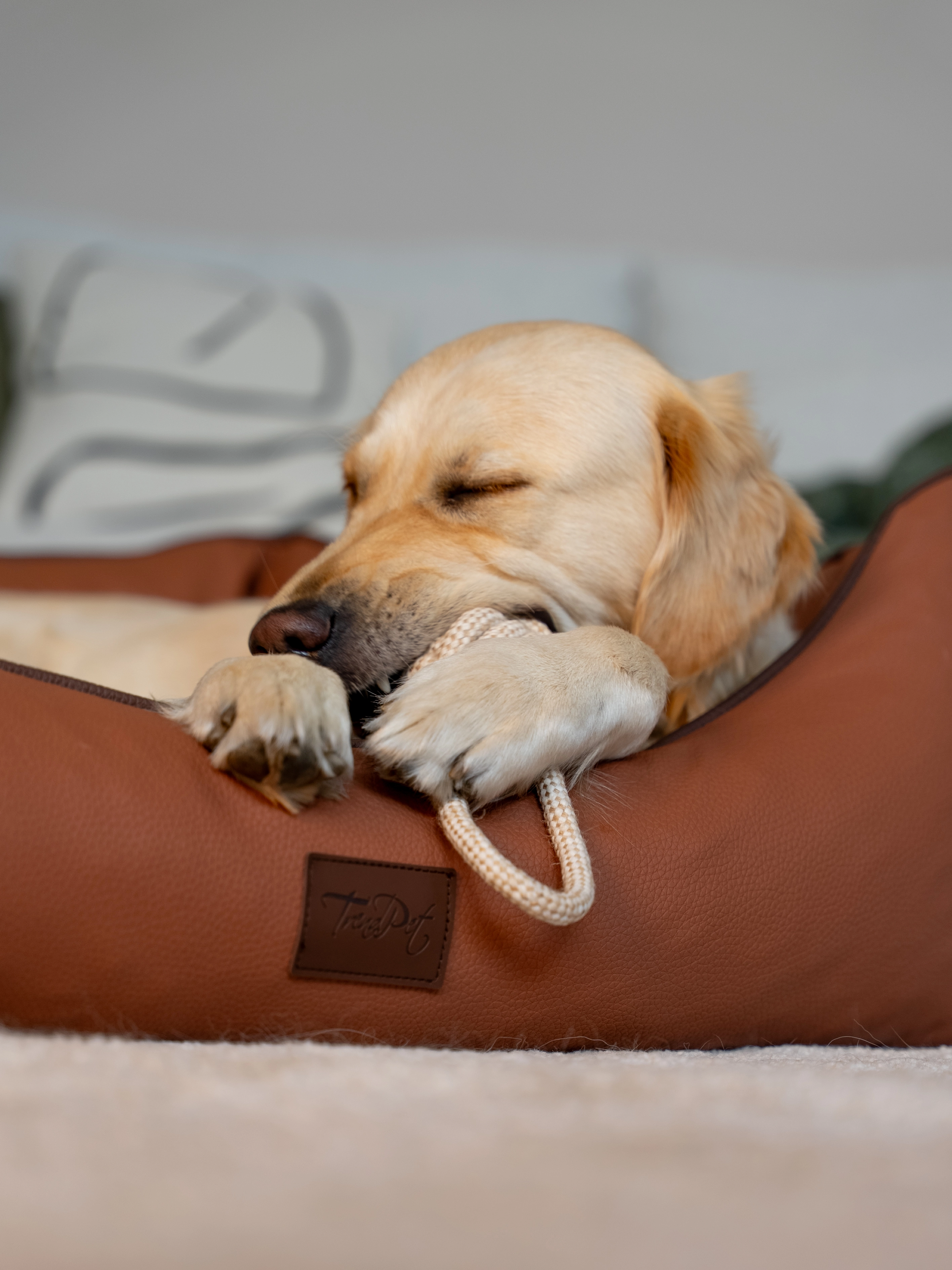 Hund liegt im TrendPet Bett Runa