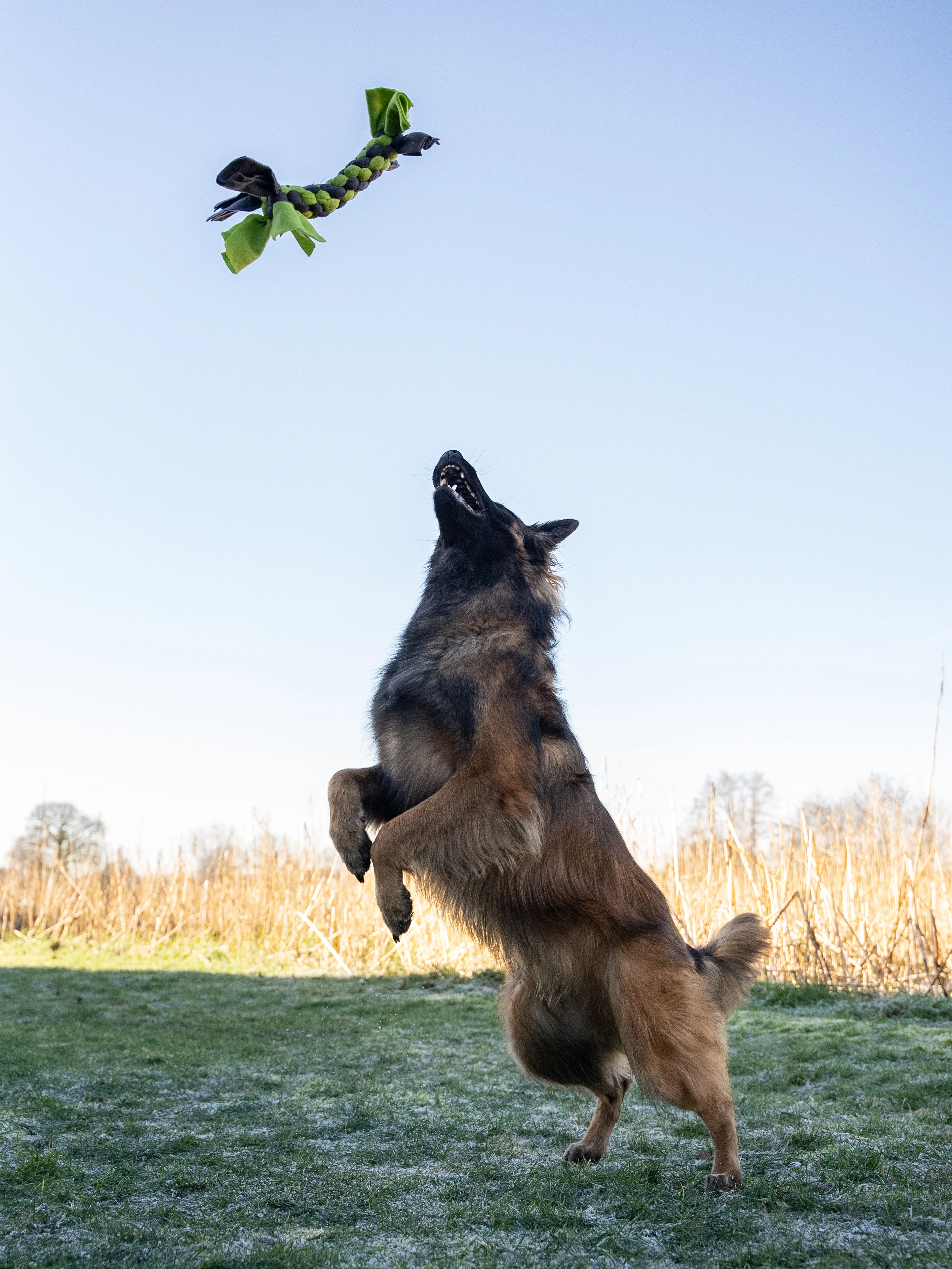 Bringsel Hundespielzeug von TrendPet