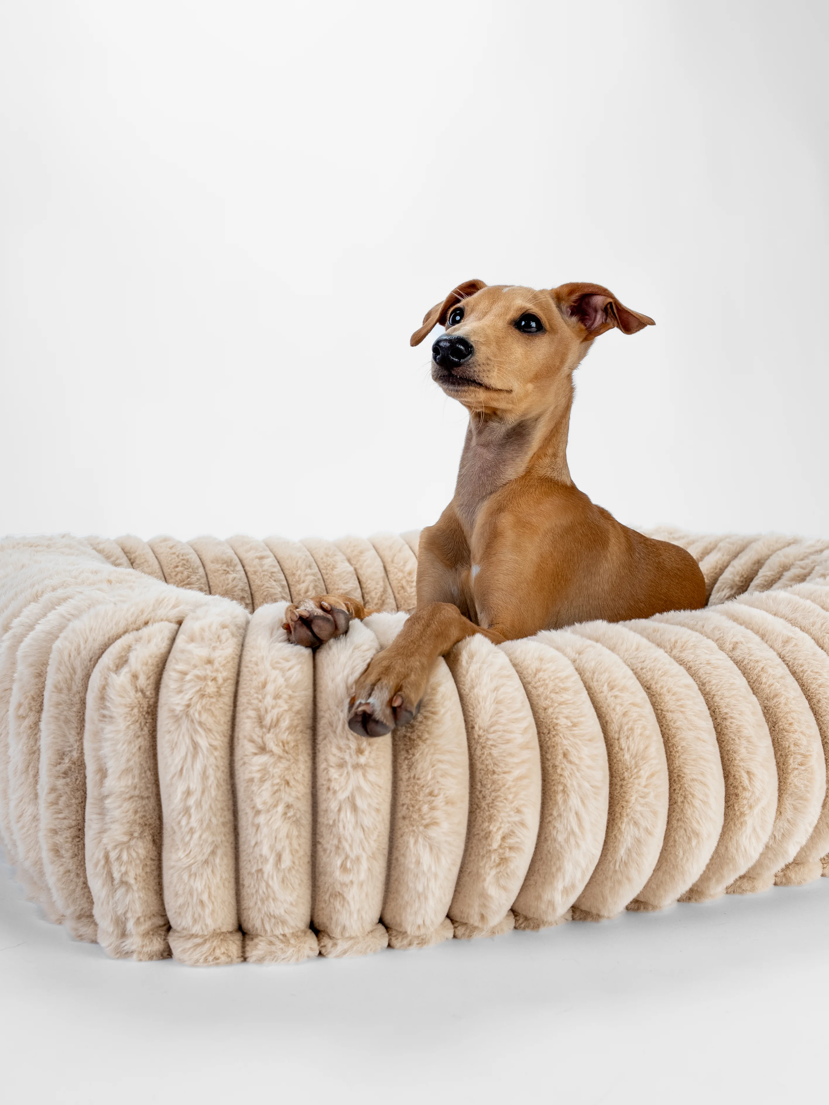 Hund liegt in dem Biscuit Cube