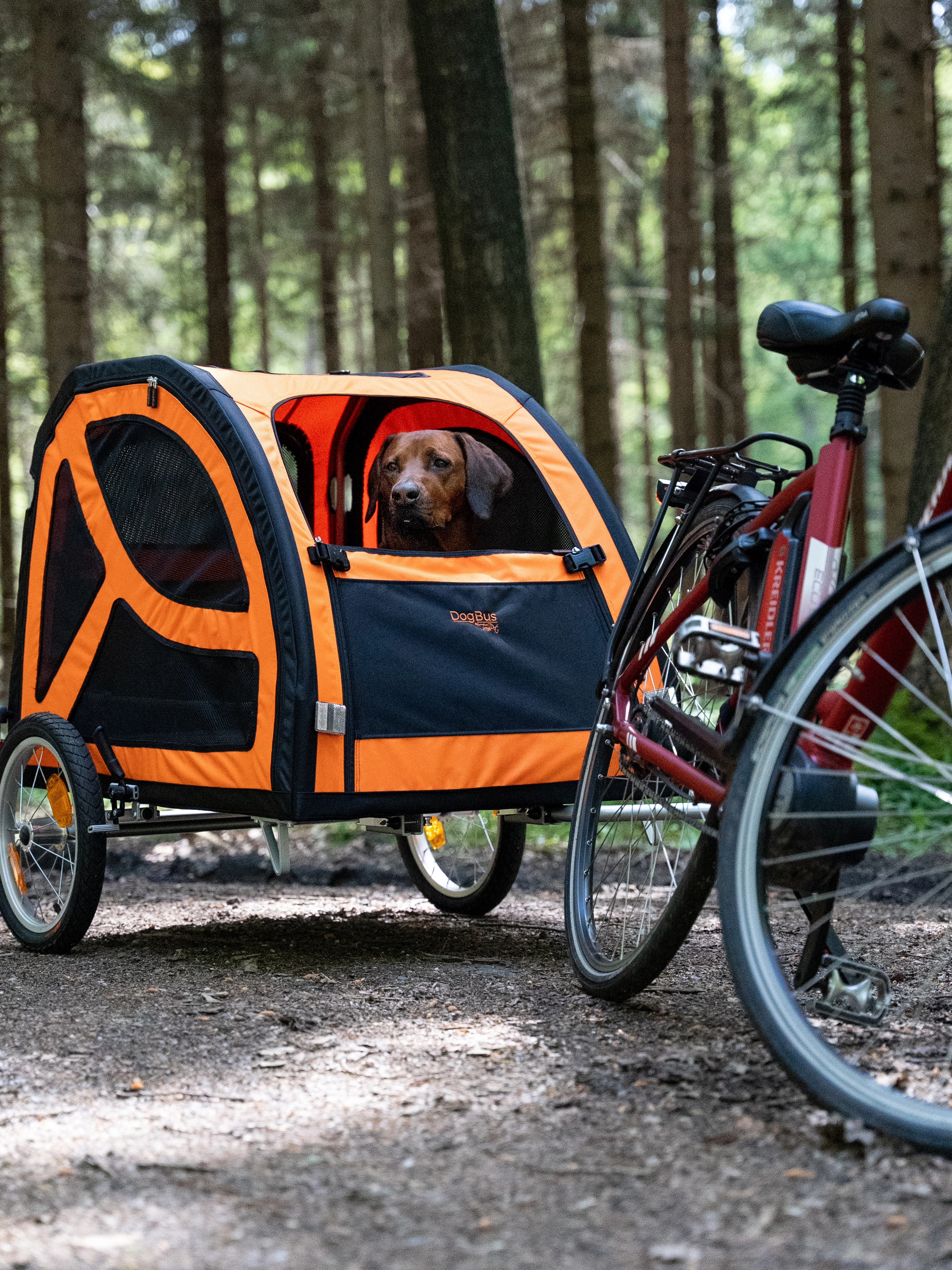 DogBus XL