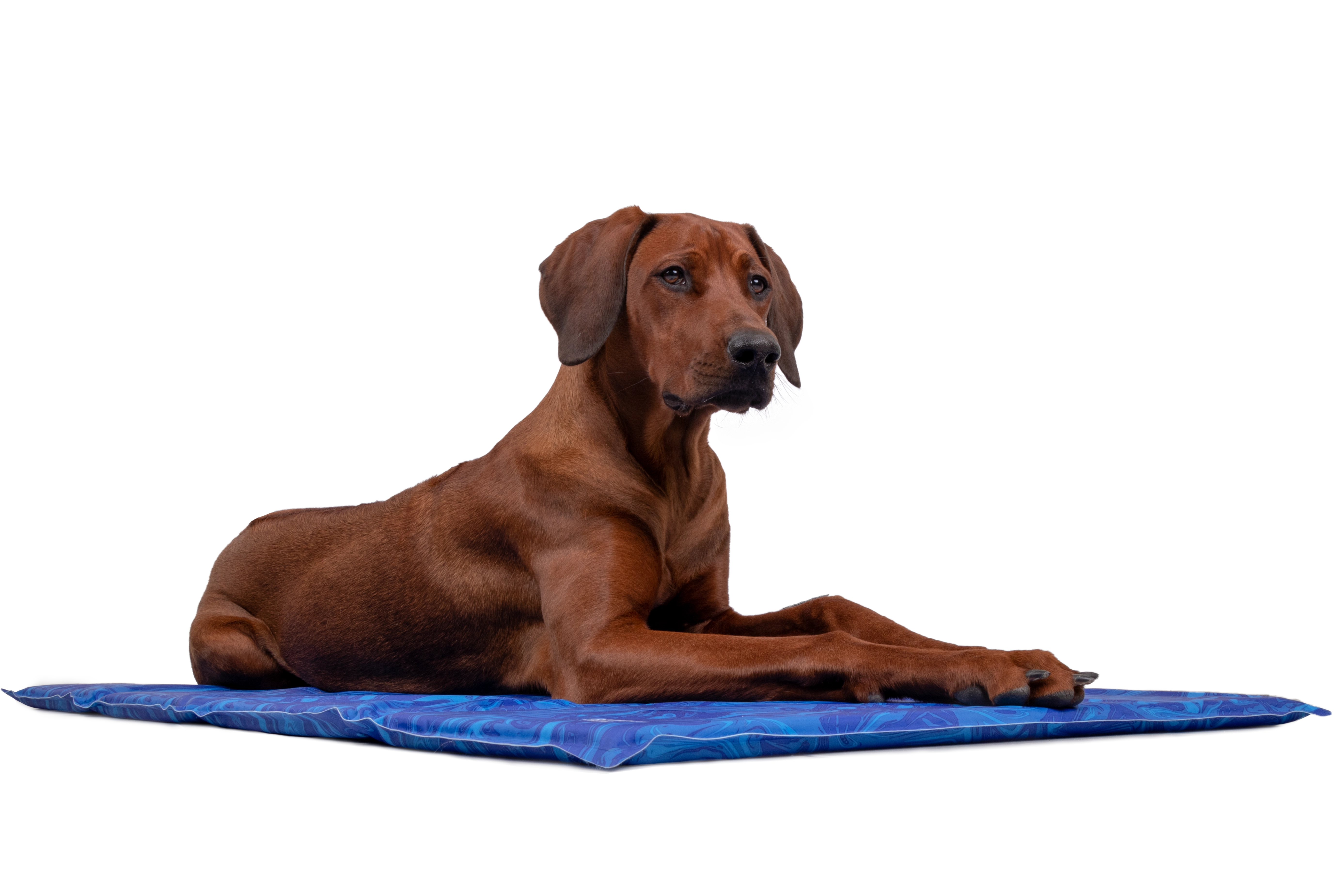 Arctic Comfort Kuehlmatte von TrendPet