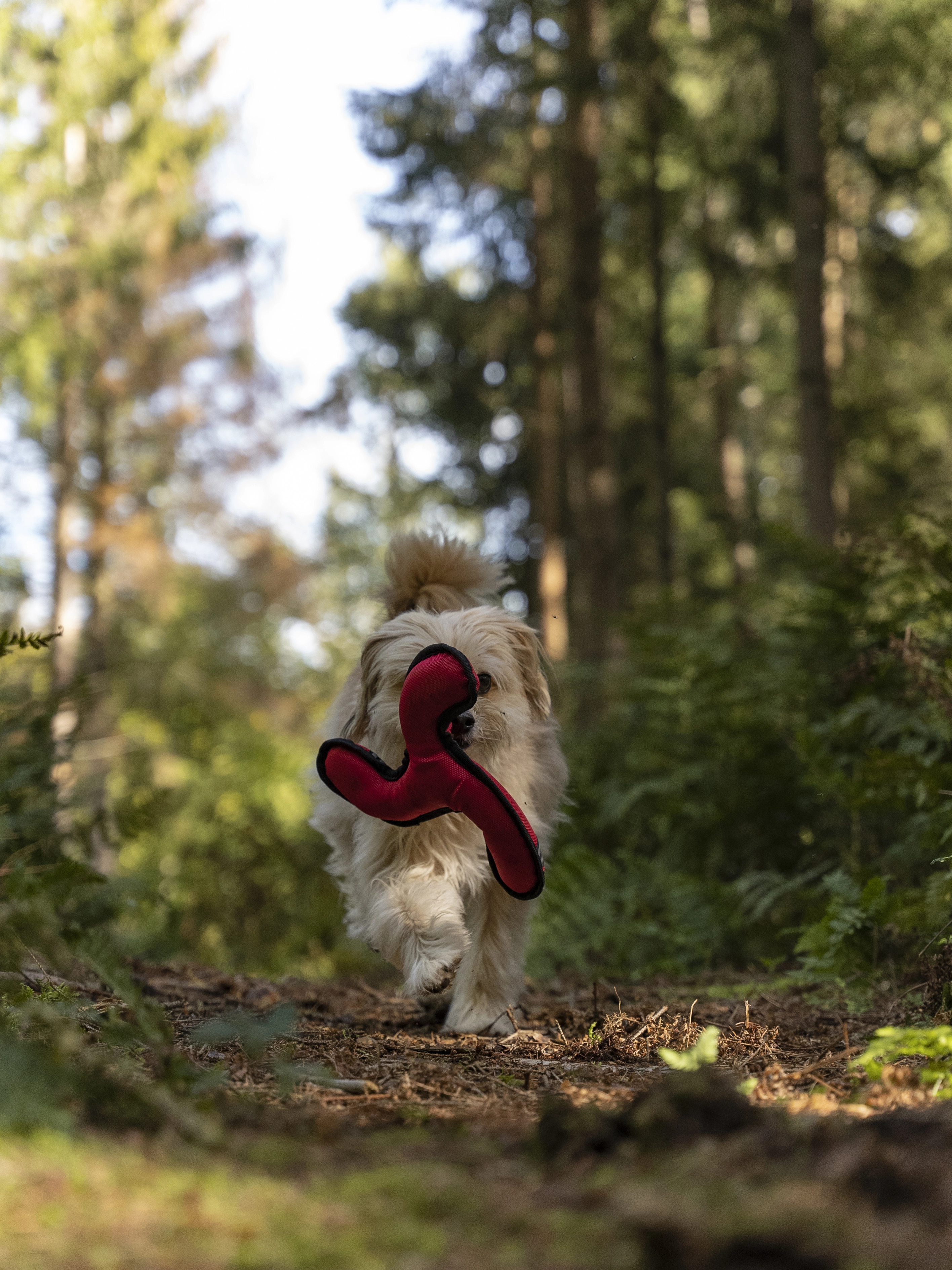 Flystar von TrendPet