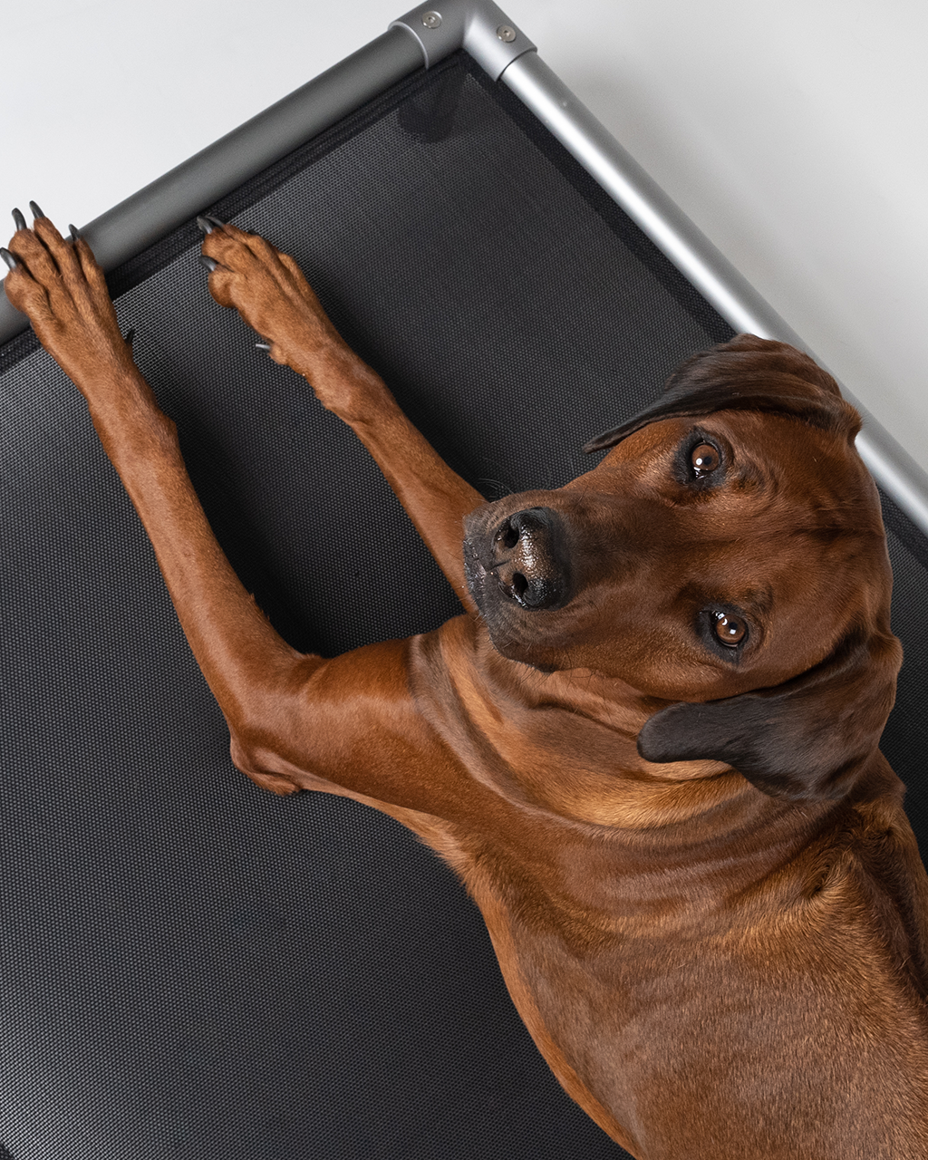 HighBed Hochbett für Hunde von TrendPet