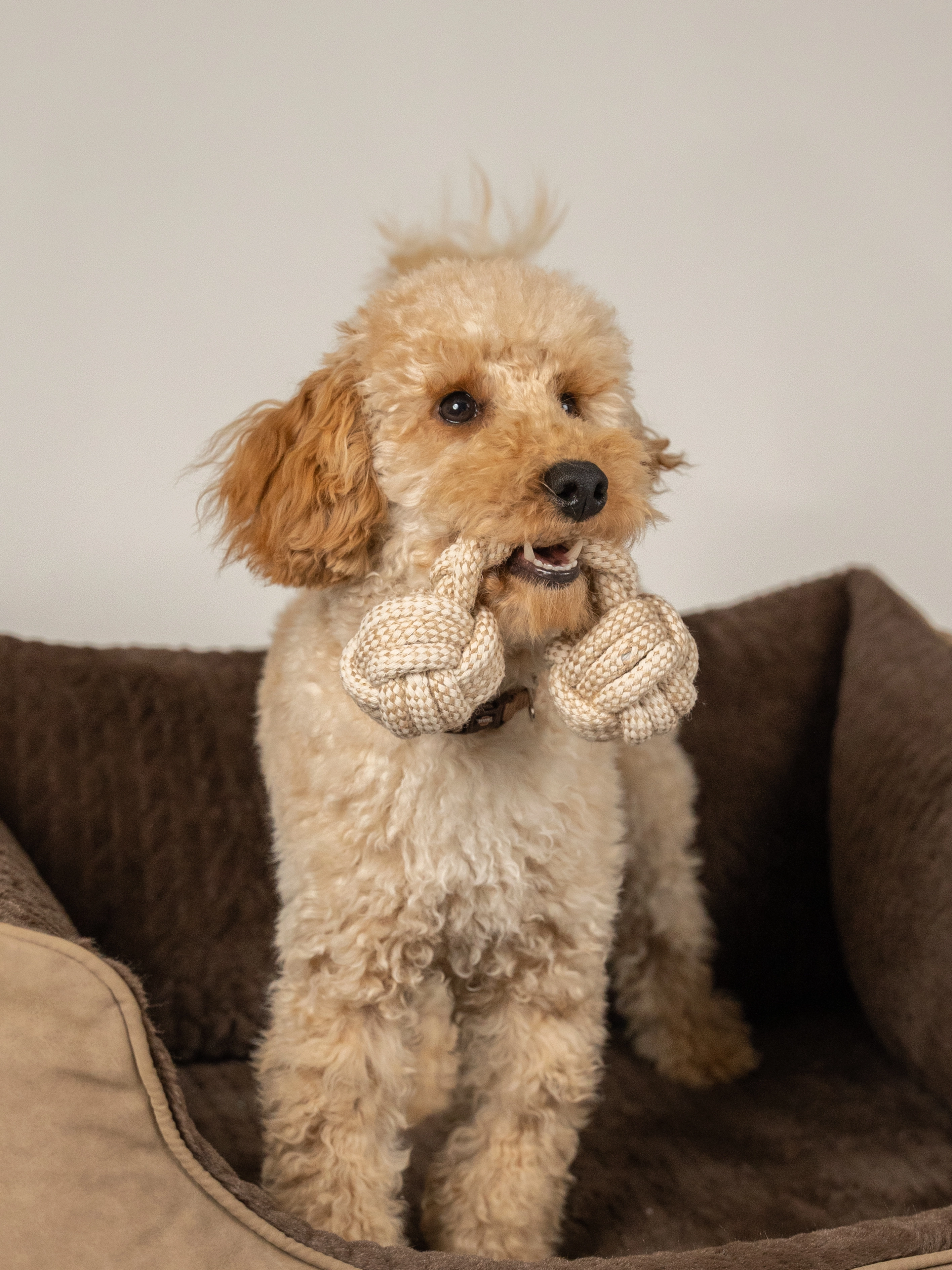 Nature Hundespielzeug von TrendPet