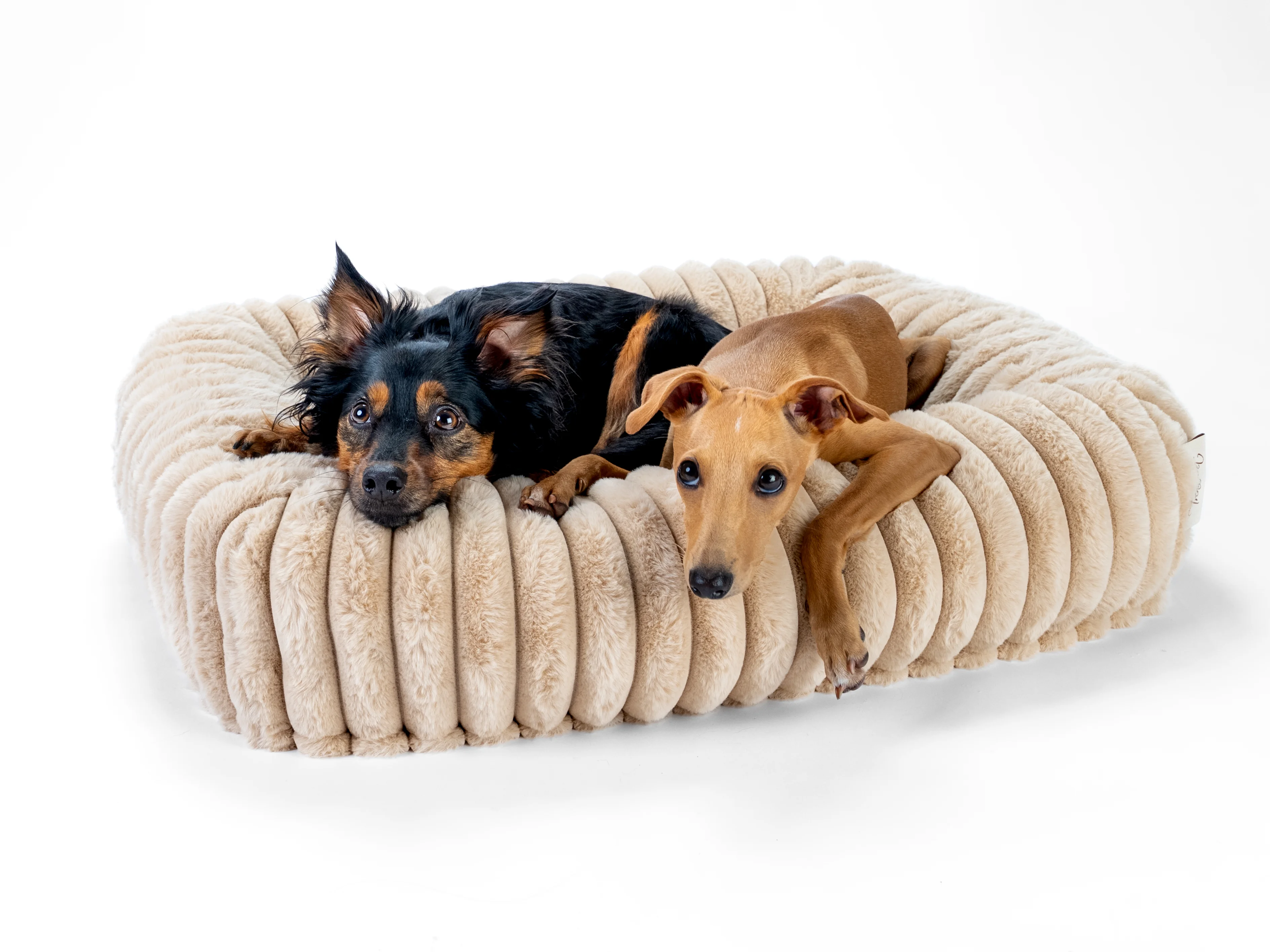 zwei Hunde liegen in dem Biscuit Cube