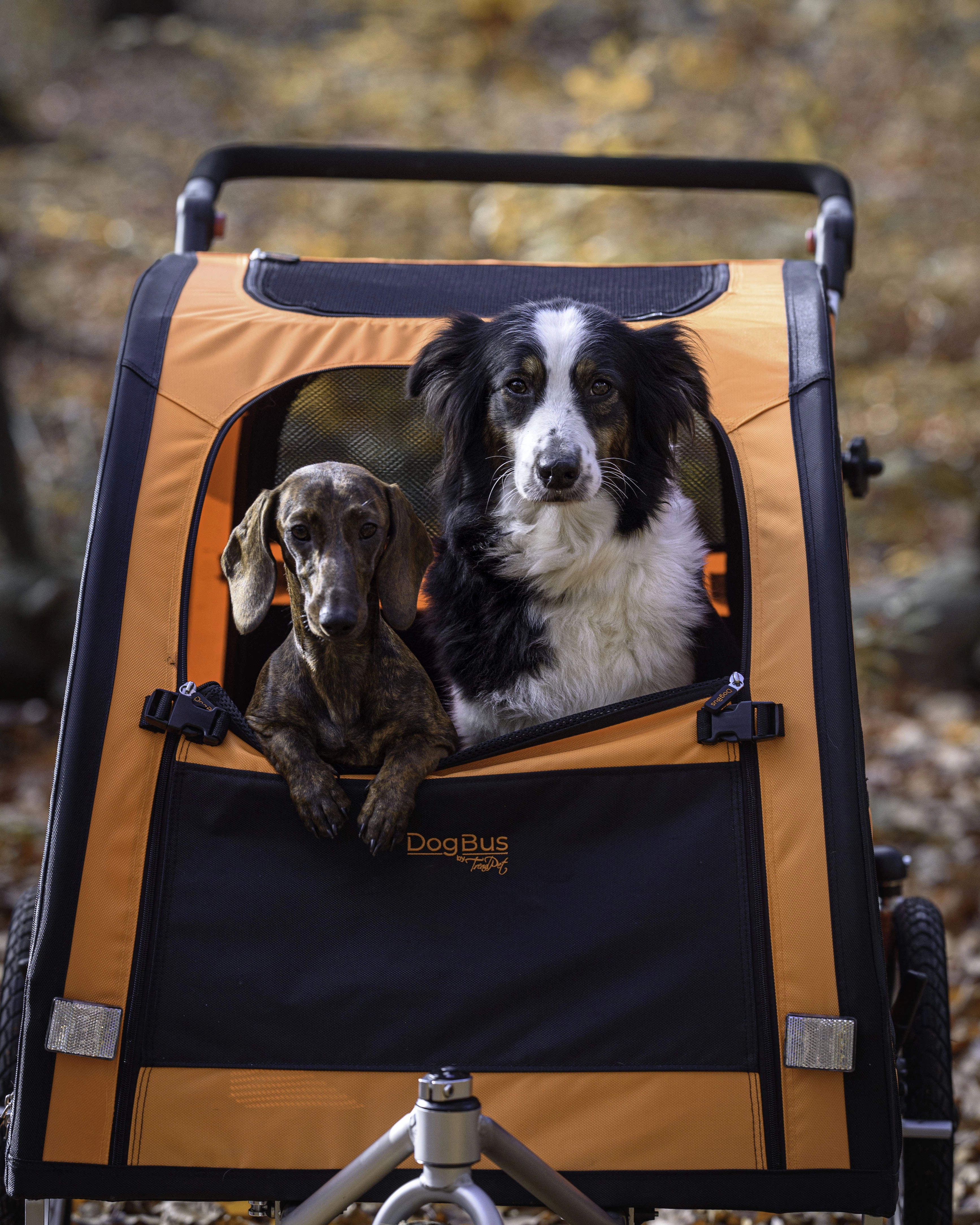Stroller-Kit für DogBus