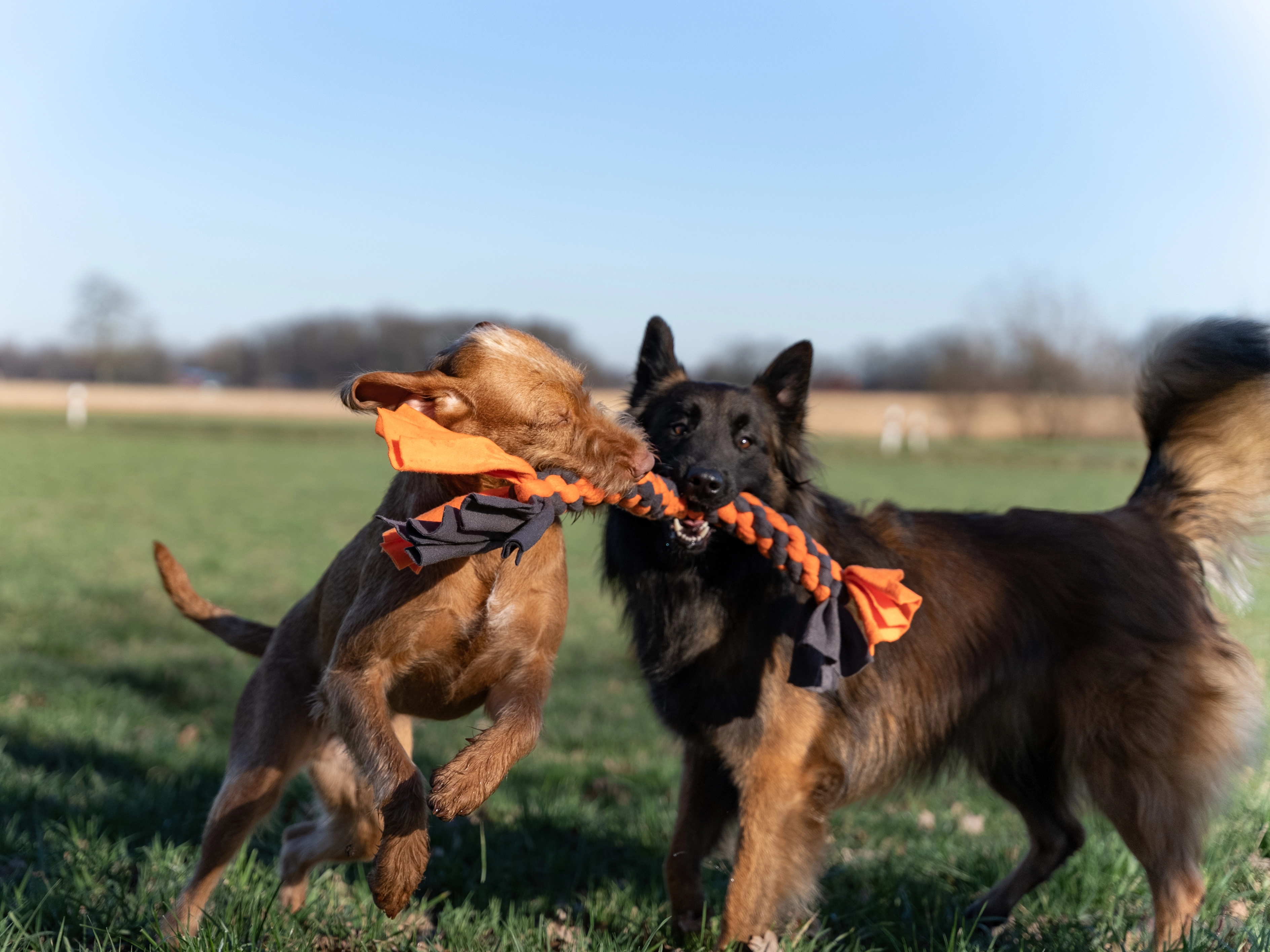 Zergel Hundespielzeug von TrendPet