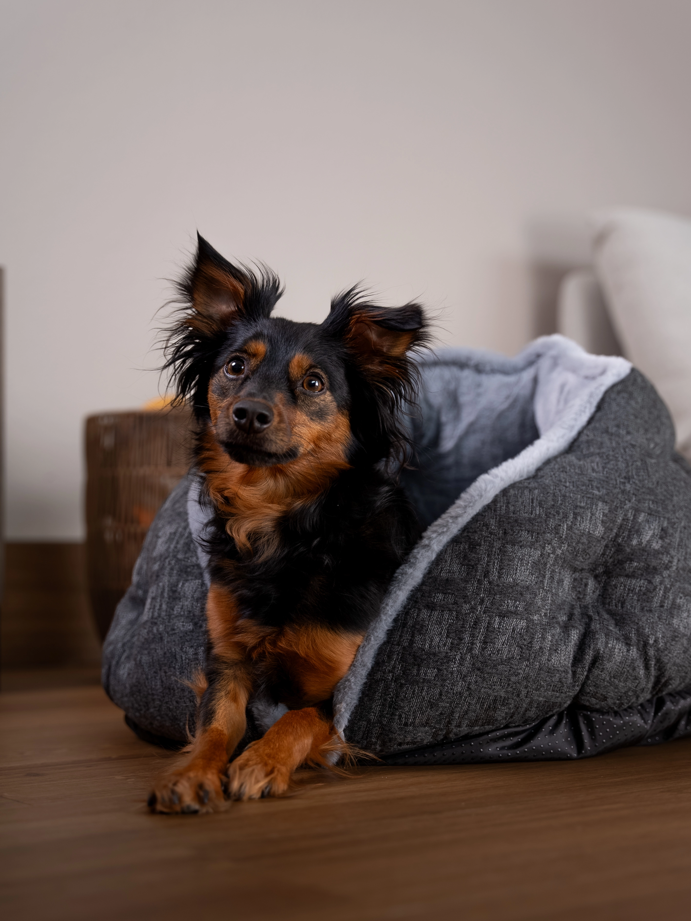 Hund liegt im LunaNest