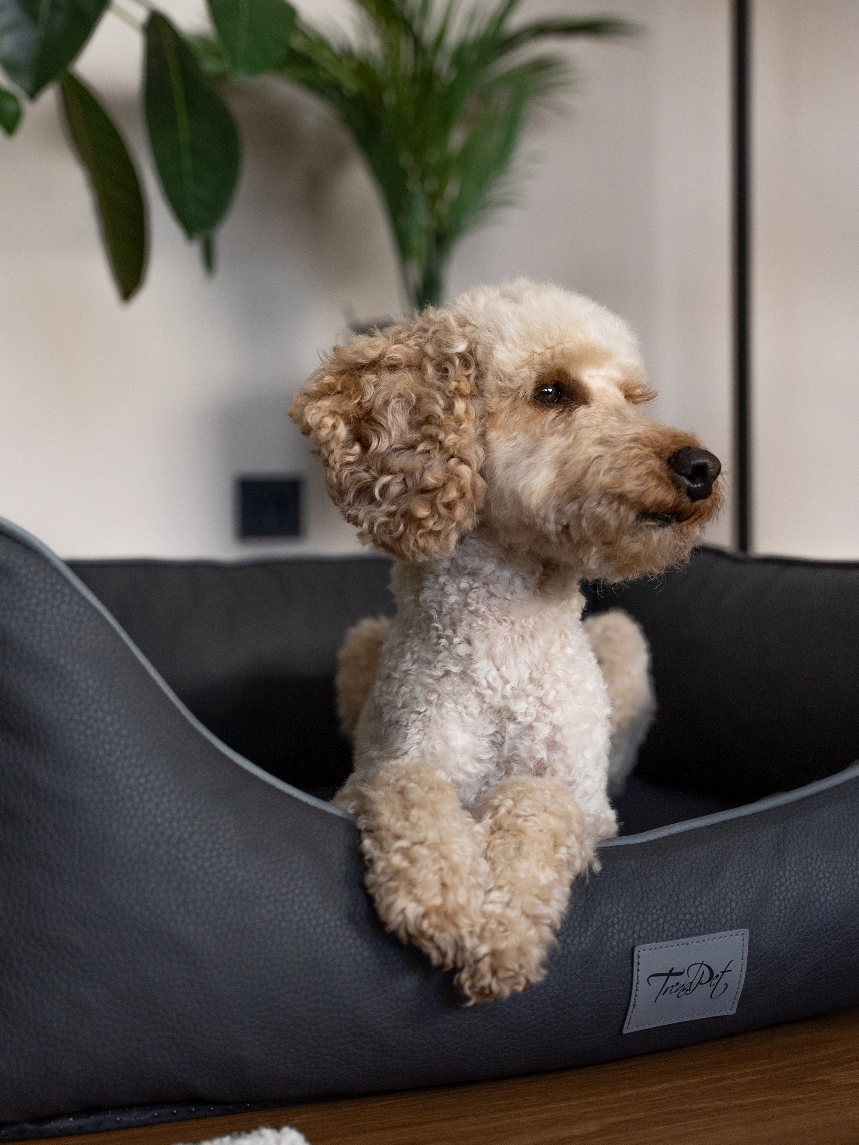 Hund liegt im TrendPet Bett Runa