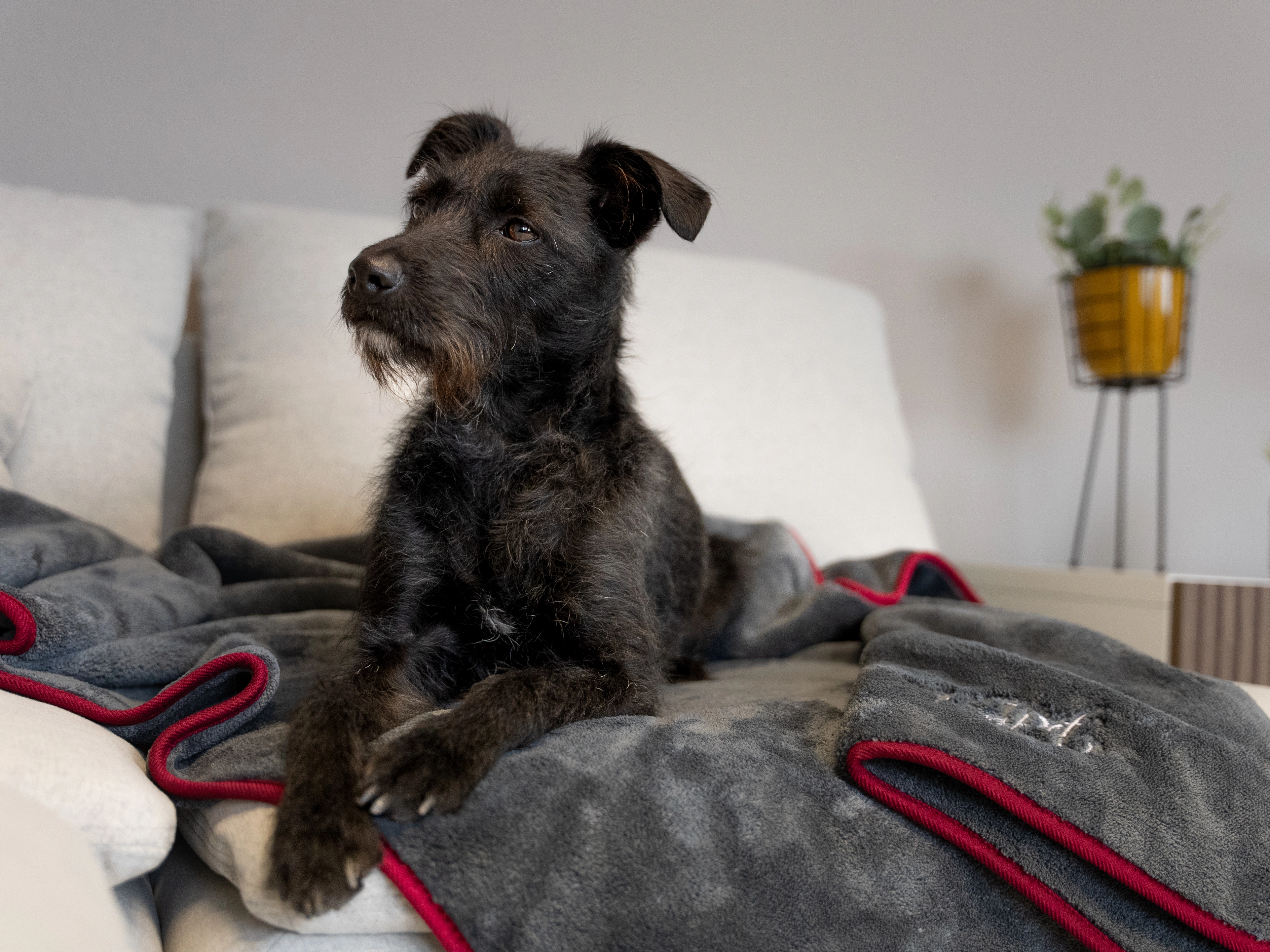 Ruby Decke von TrendPet