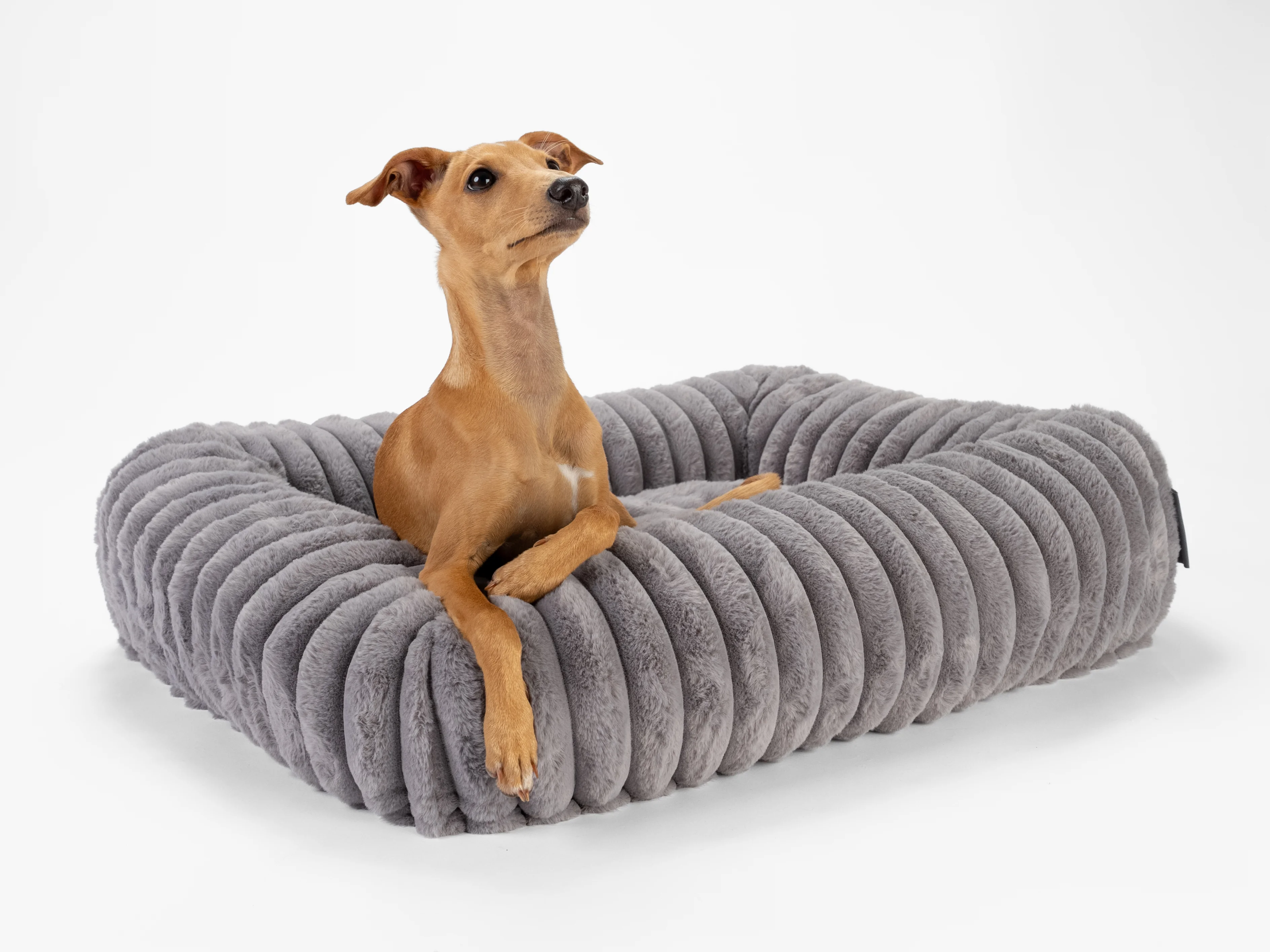 Hund liegt im Biscuit Cube von TrendPet