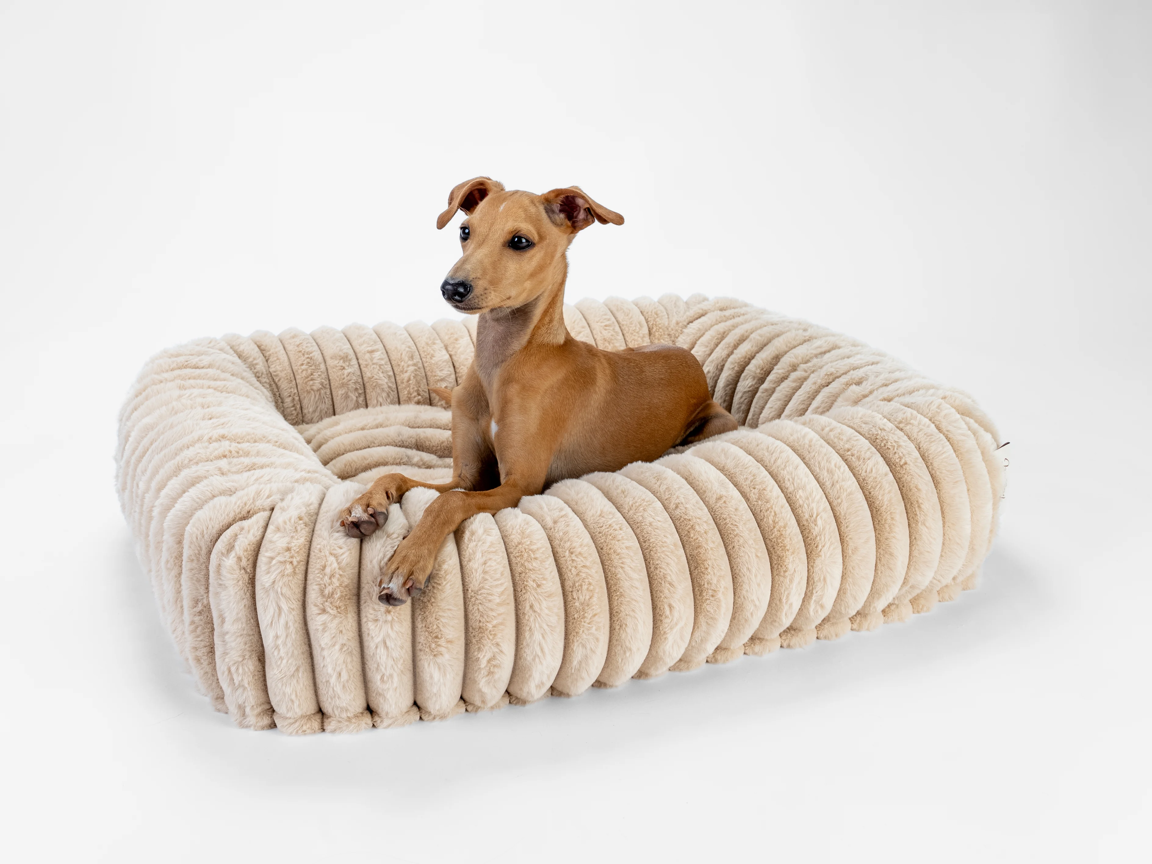 Hund liegt in dem Biscuit Cube