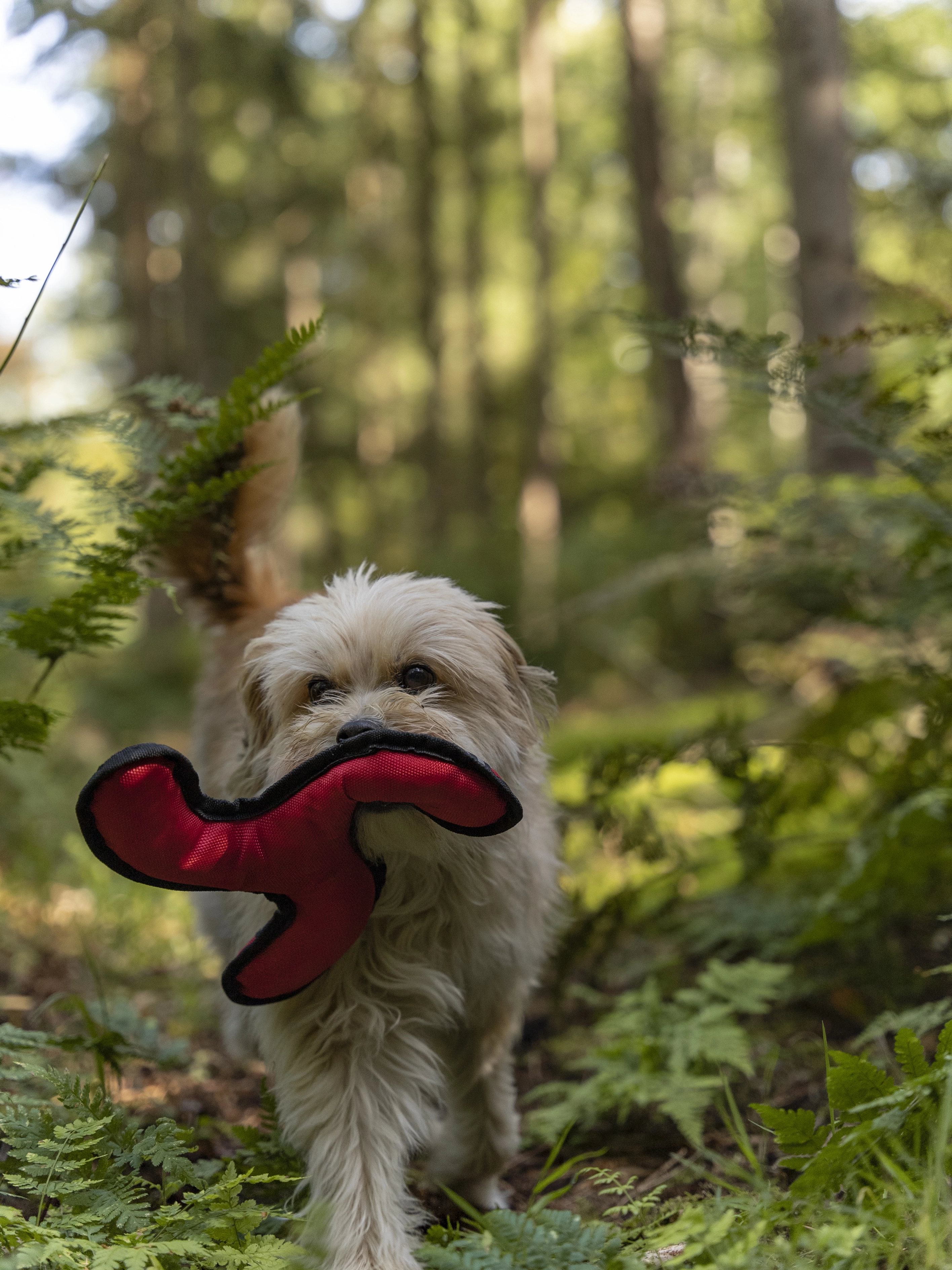 Flystar von TrendPet