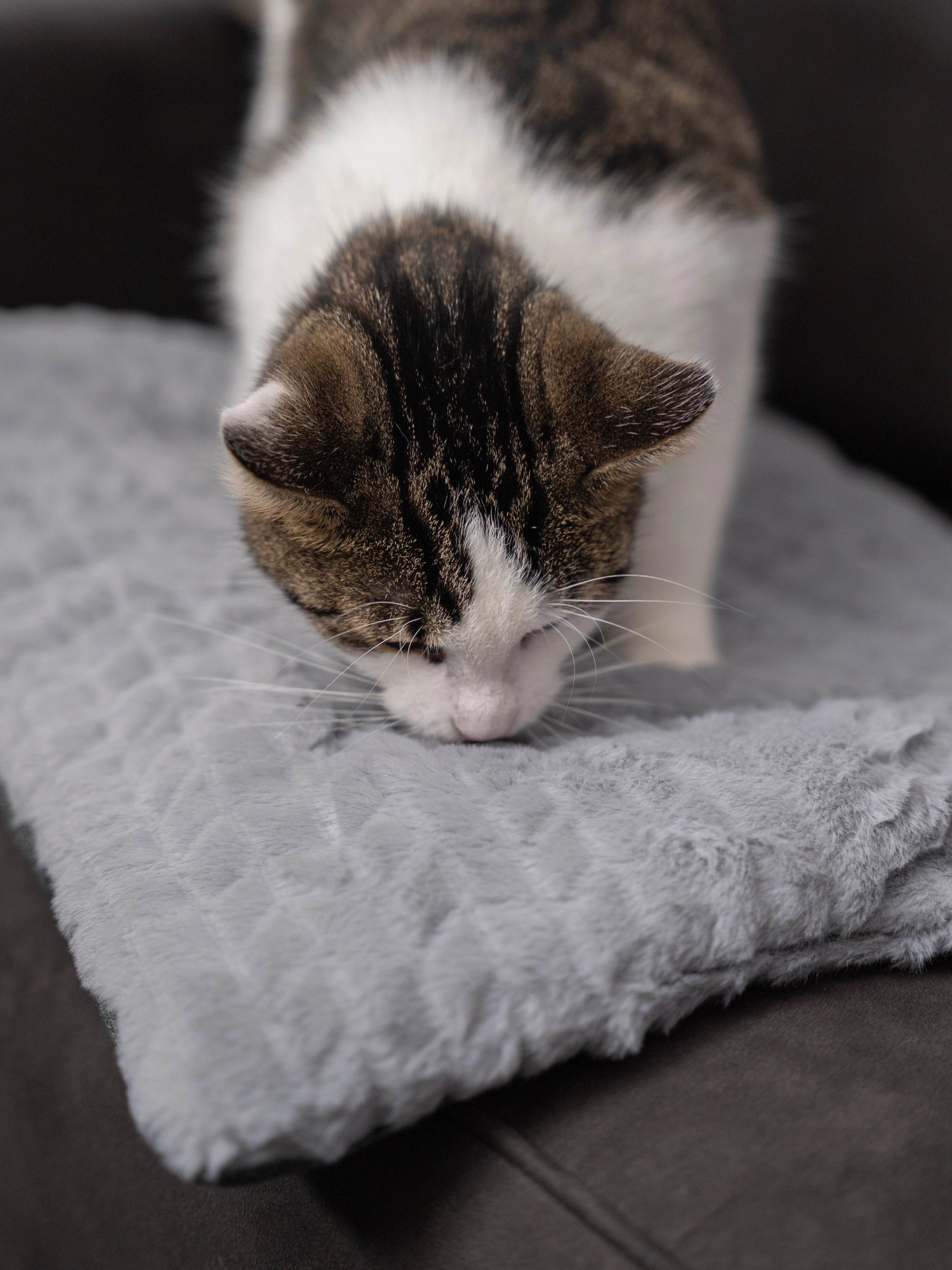 Heaven geposlterte Wendedecke für Hunde und Katzen von TrendPet