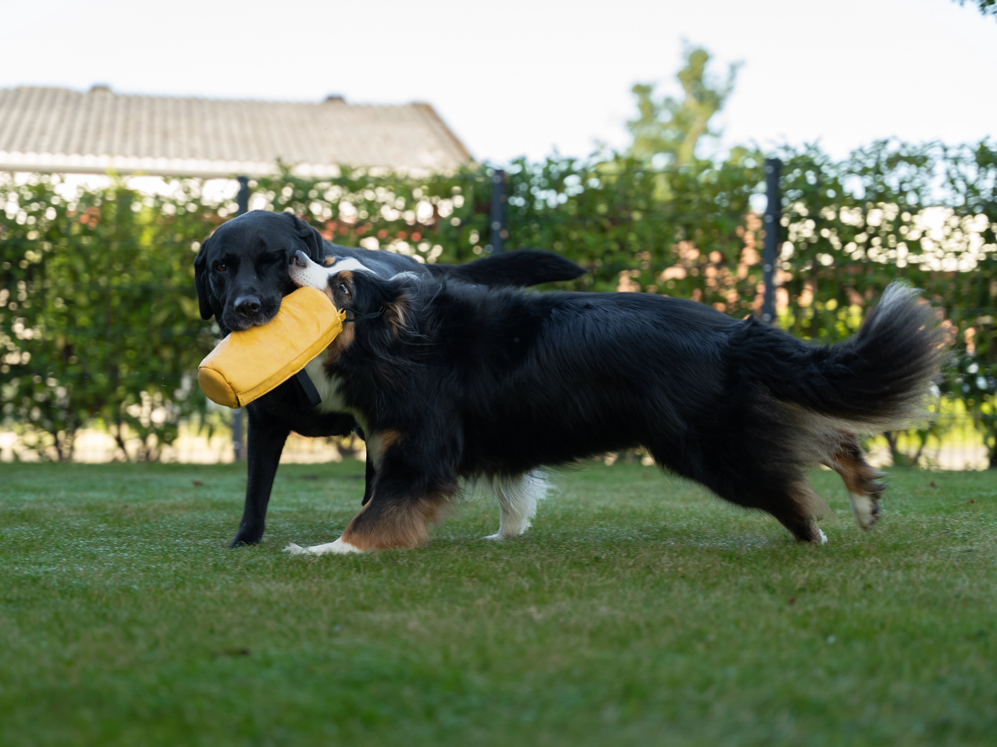 Futterdummy Kurt von TrendPet