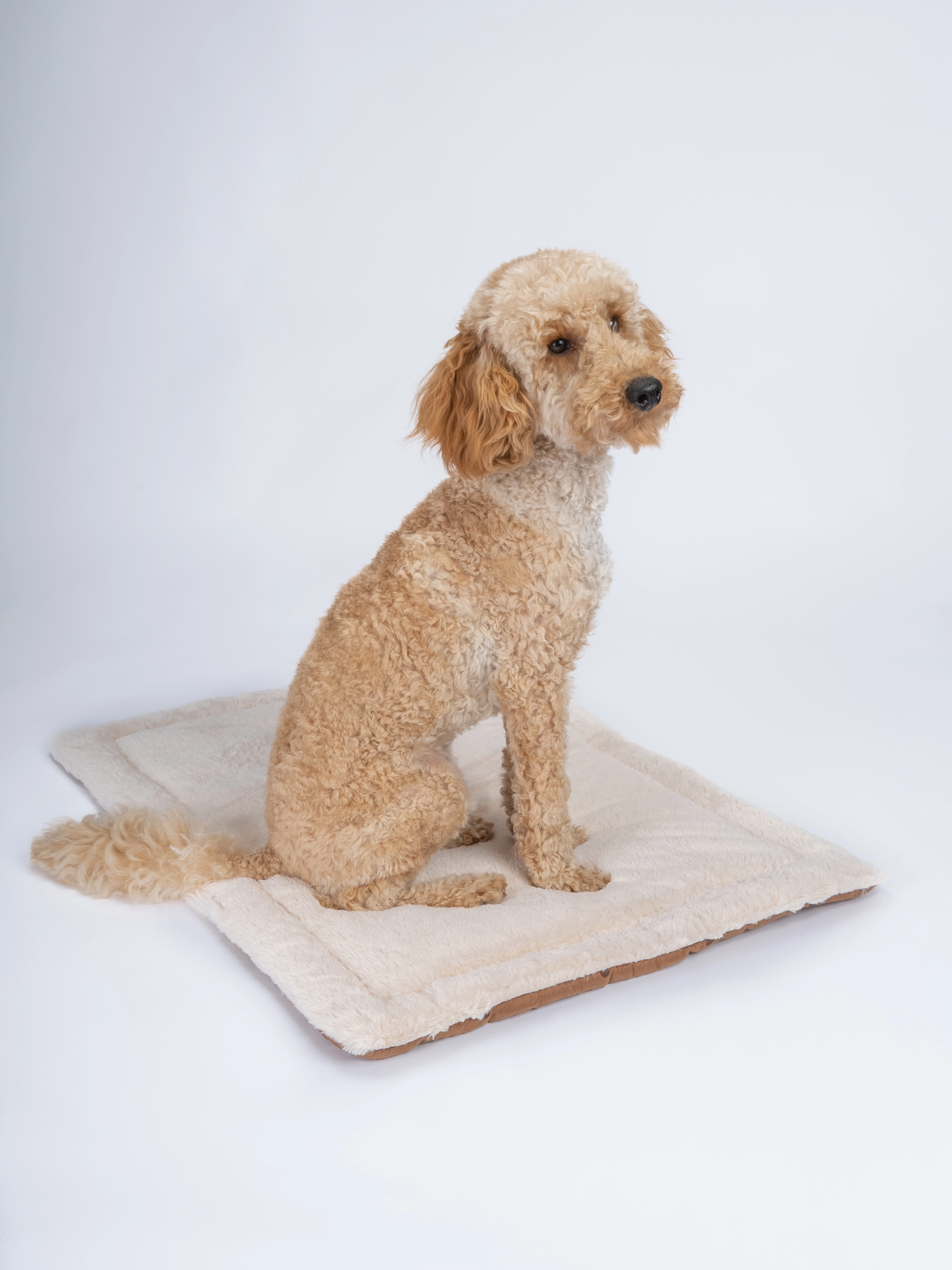 Relaxdecke von TrendPet fuer Hunde