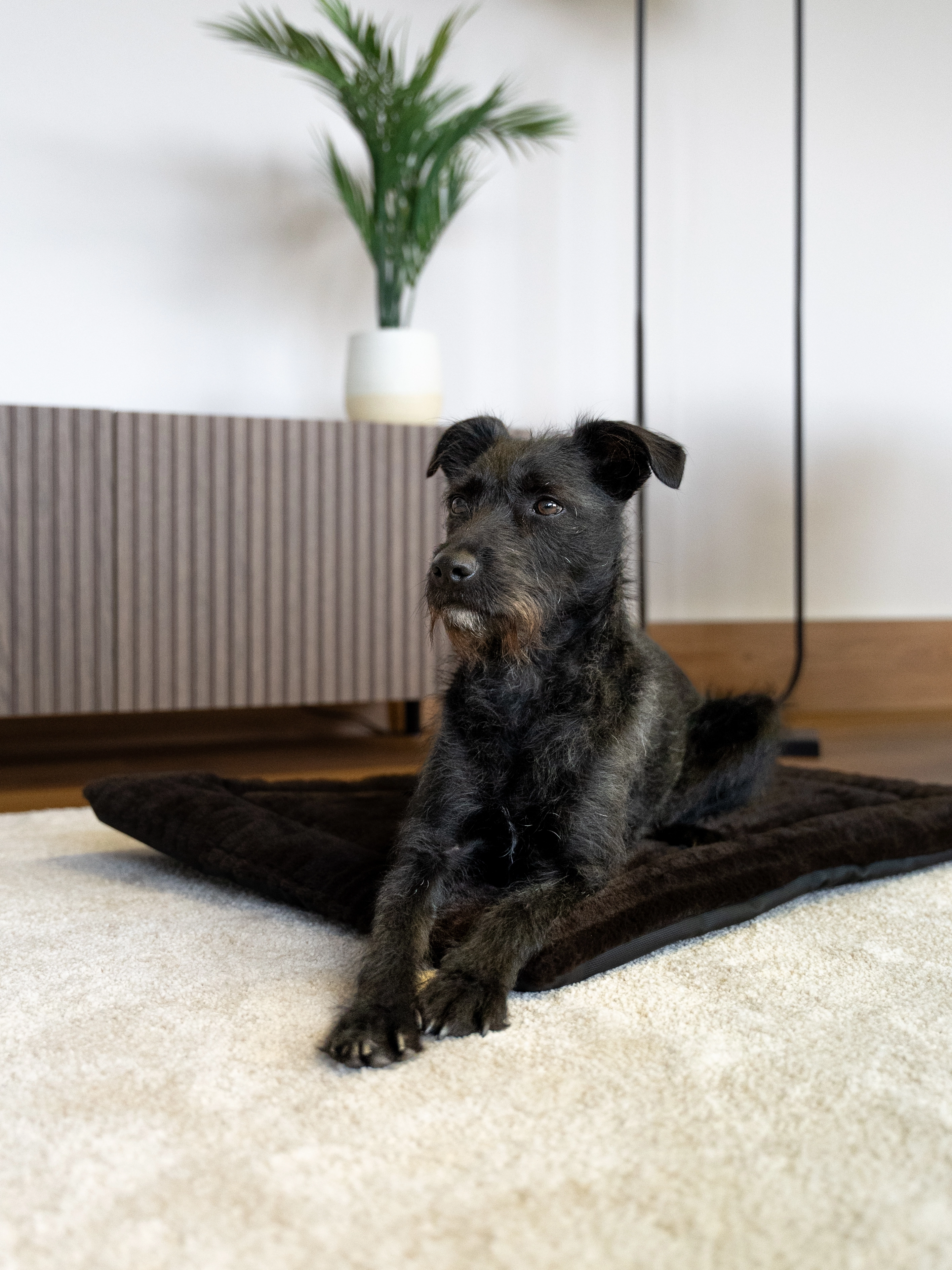 Harmony Flex Liegedecke von TrendPet