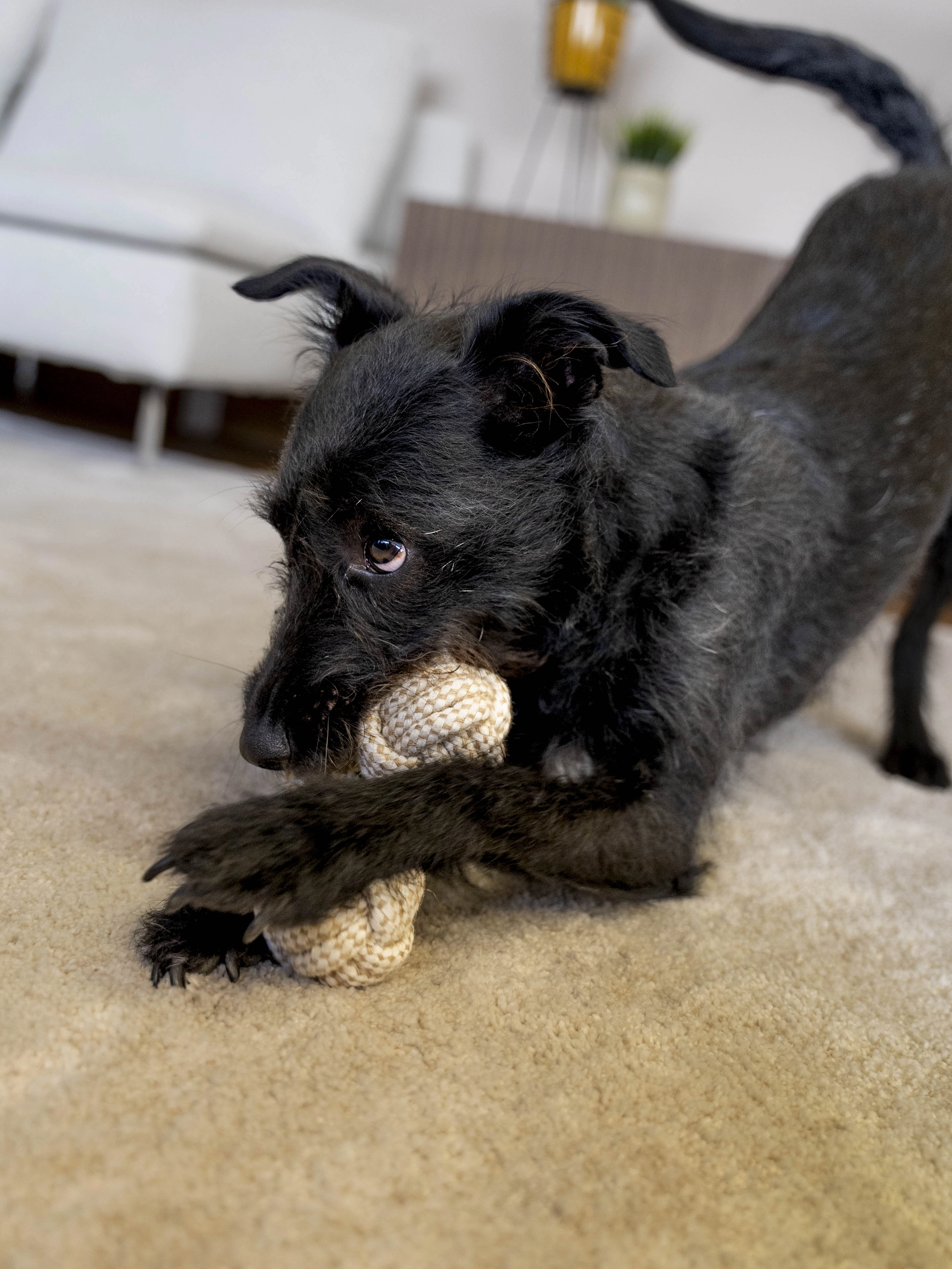 Hund spielt mit Nature Bone