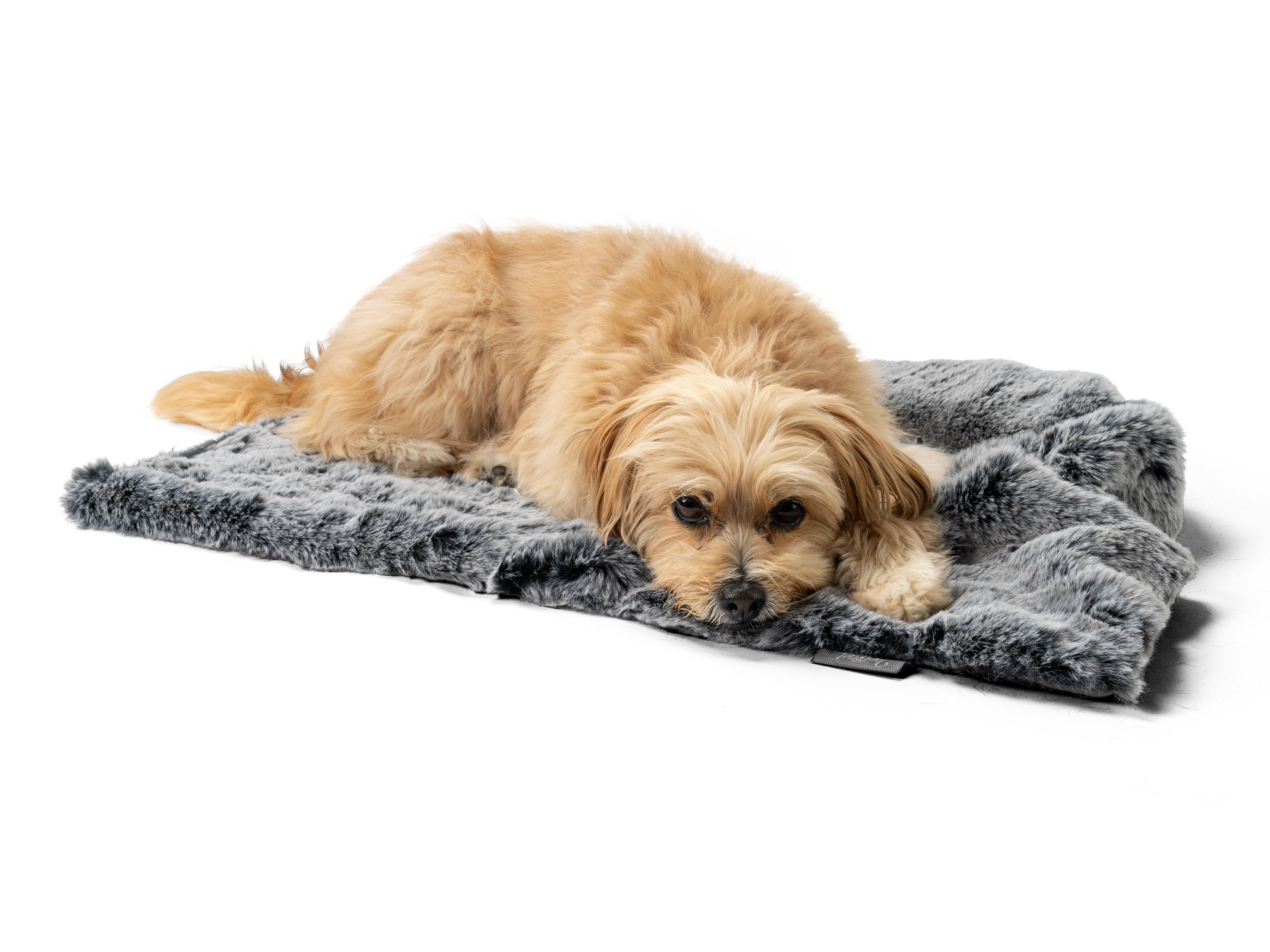 Hund liegt auf der Yuma Decke von TrendPet