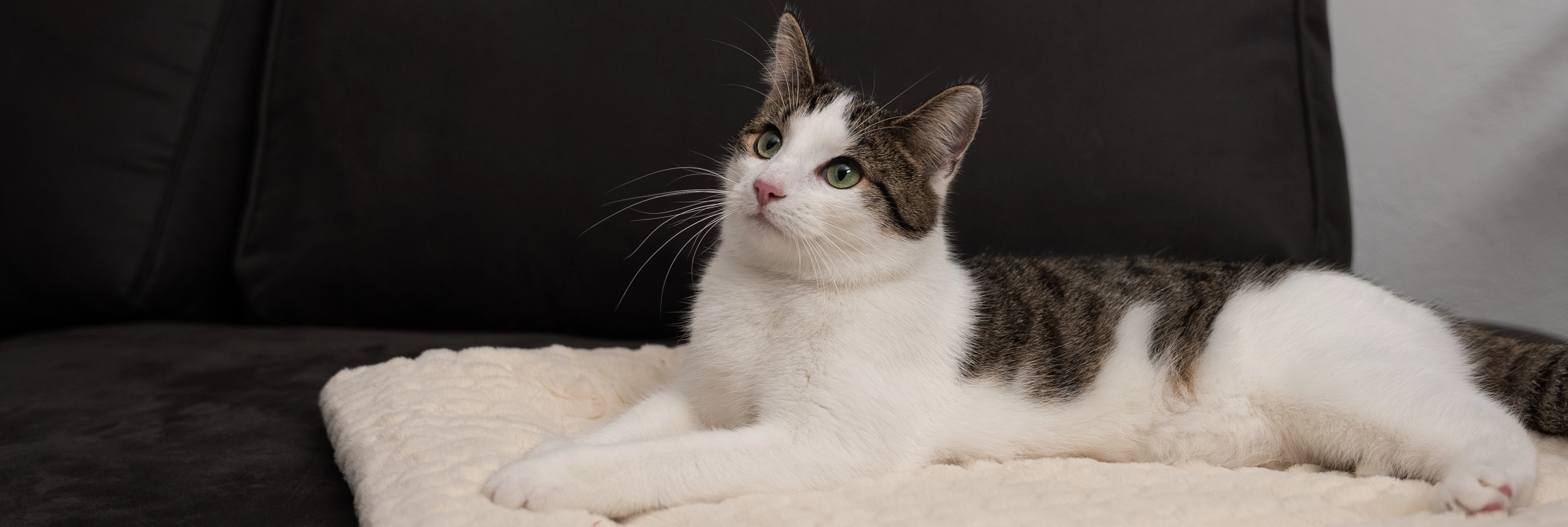 Katze auf Heavendecke von TrendPet