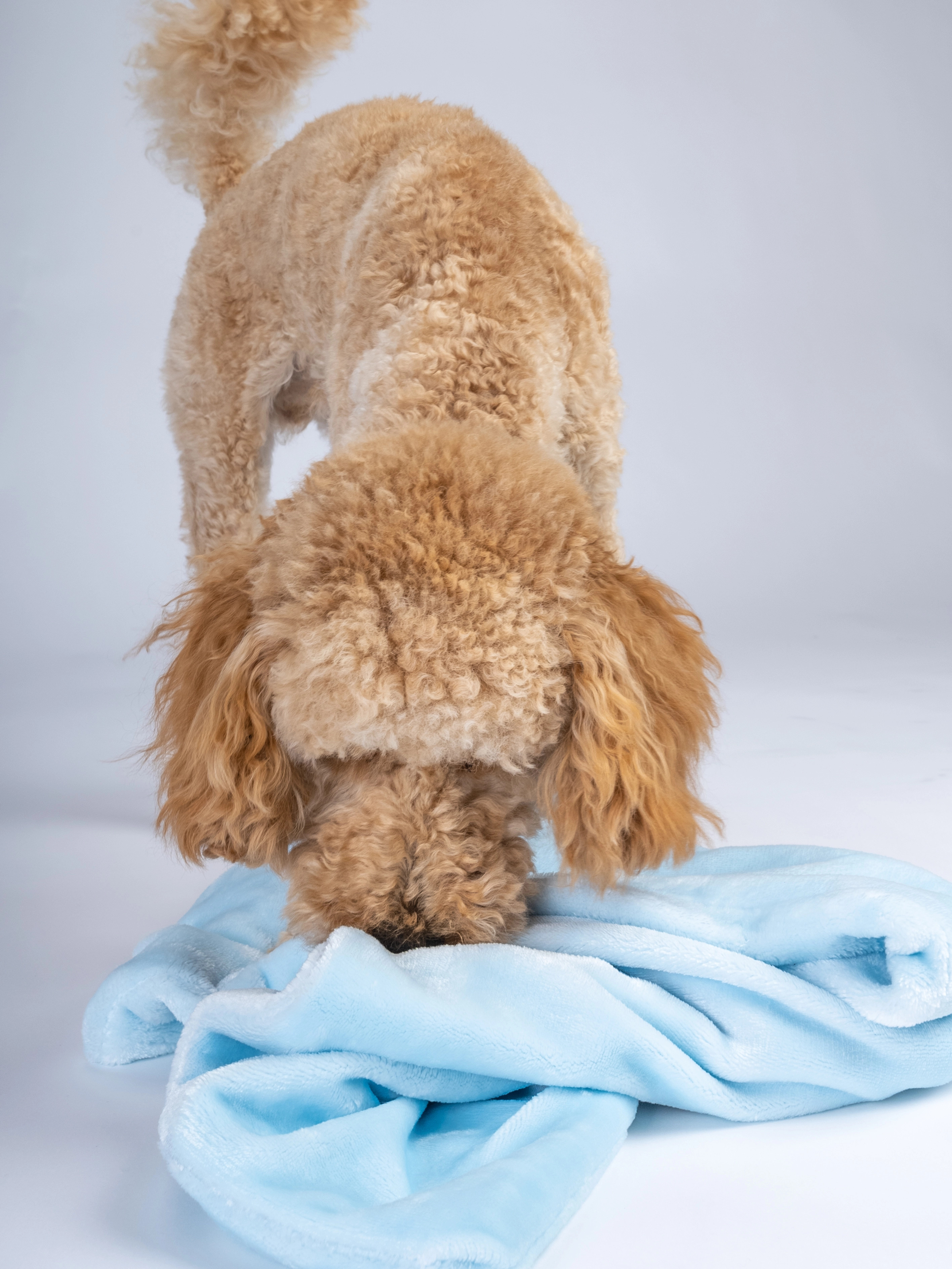 Coco Kuscheldecke von TrendPet