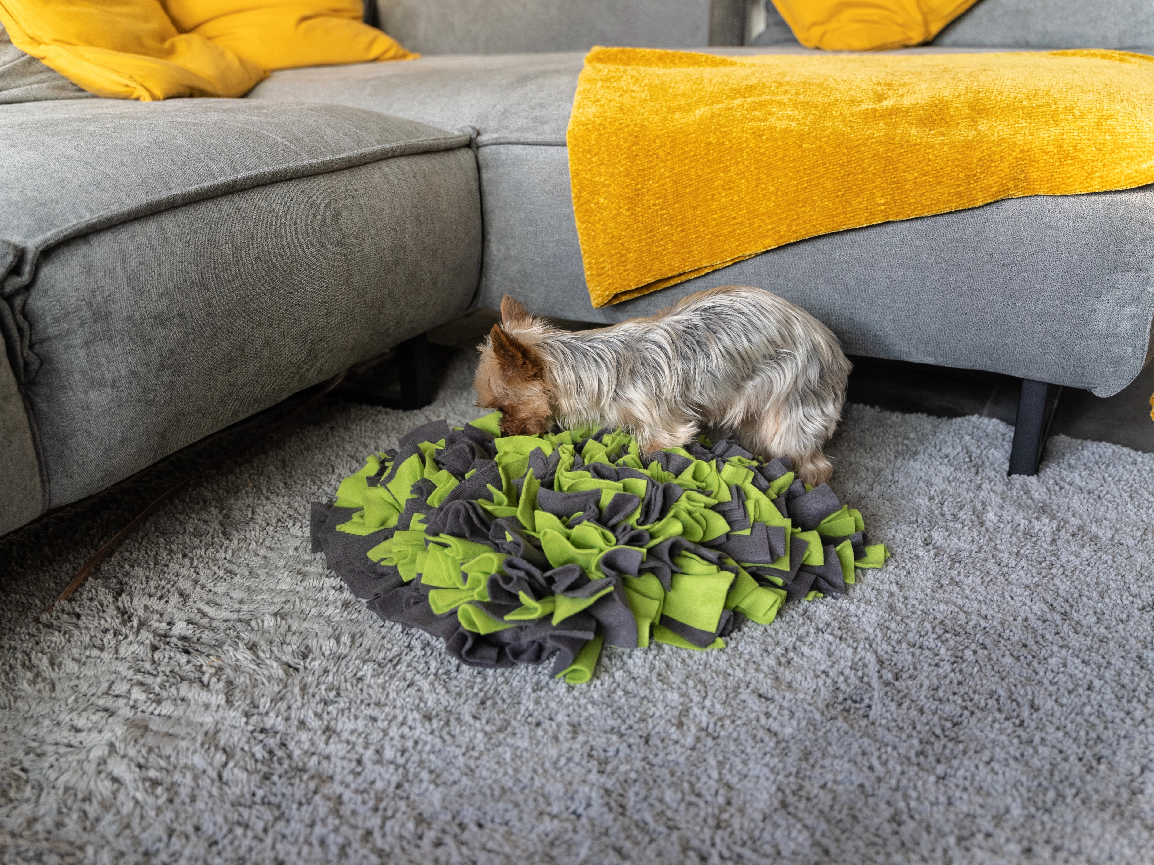 Schnueffelteppich von TrendPet