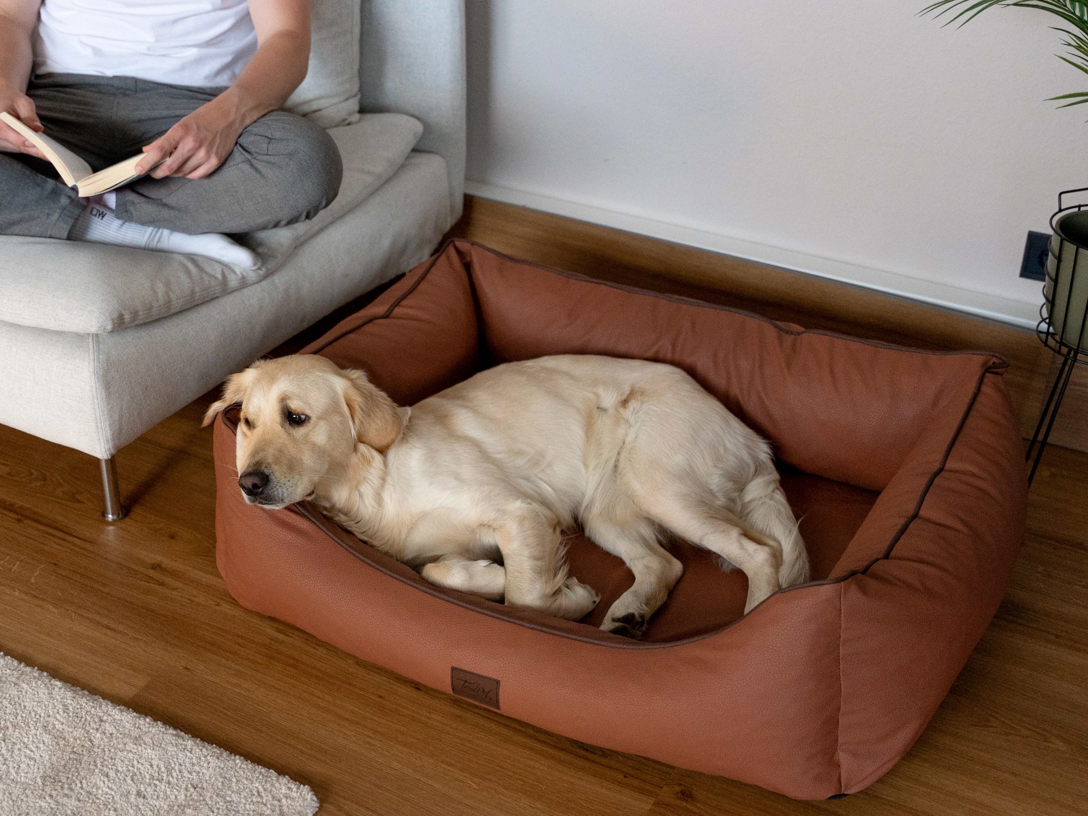 Hund liegt im TrendPet Bett Runa