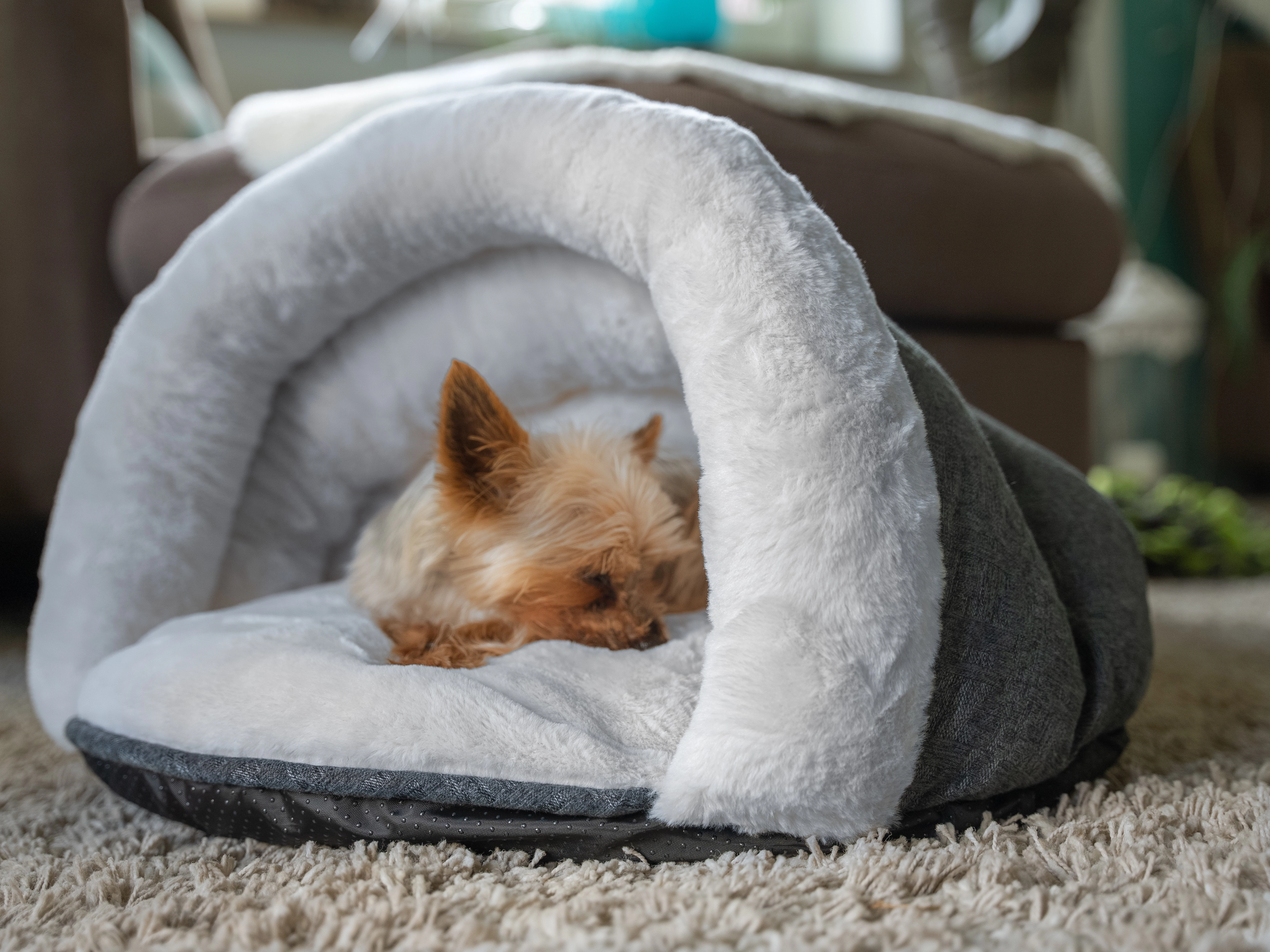 LunaSuite von TrendPet