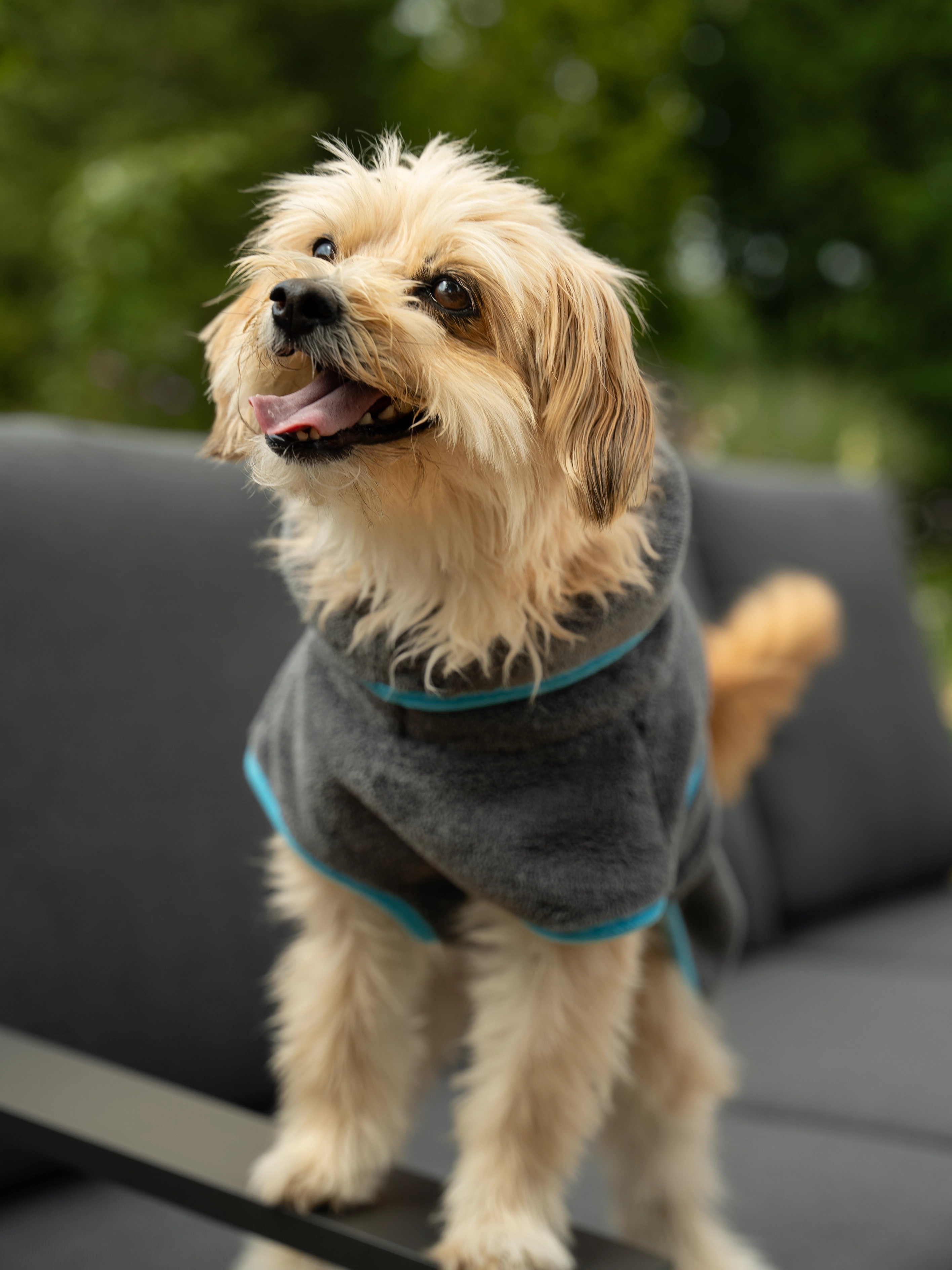 Hund trägt den Bademantel Dampfhund von TrendPet