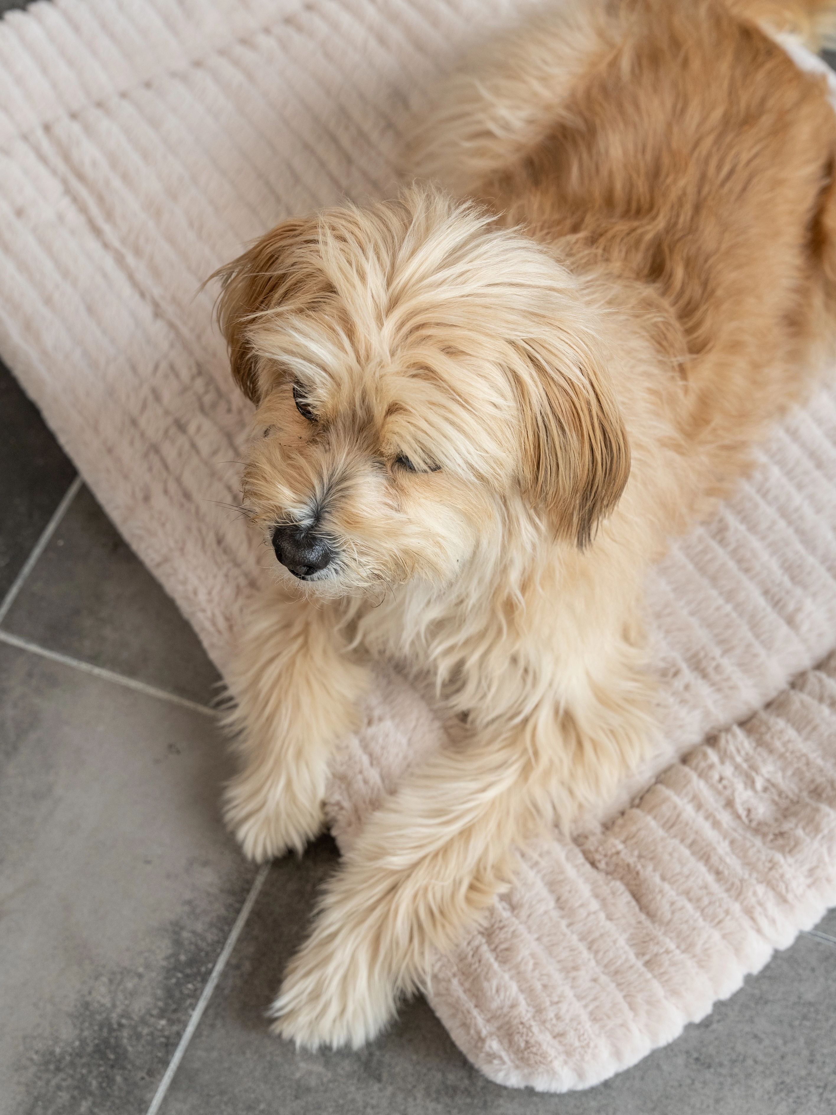 Harmony kuschelige Wendedecke von TrendPet für Hunde