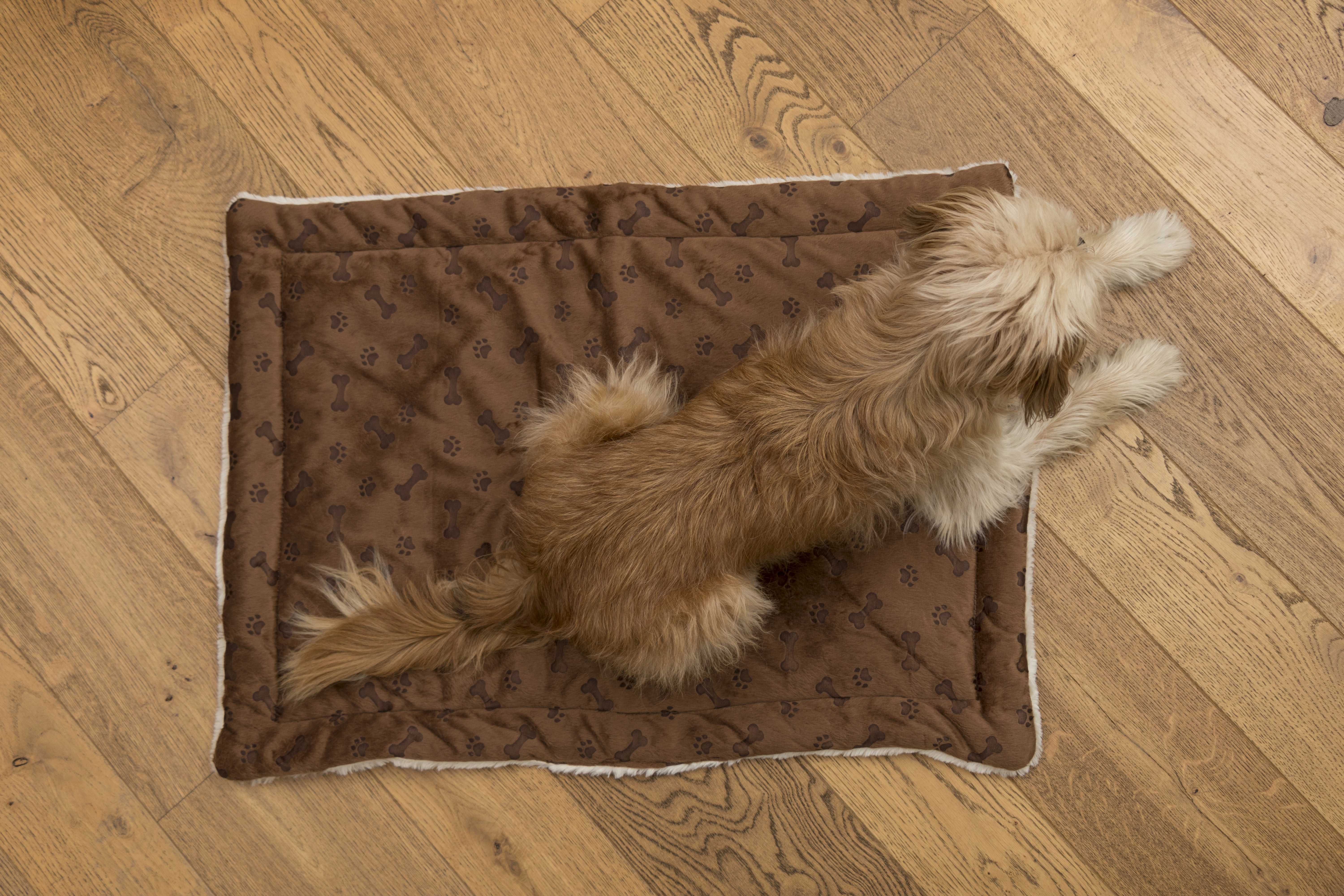 Relaxdecke von TrendPet fuer Hunde