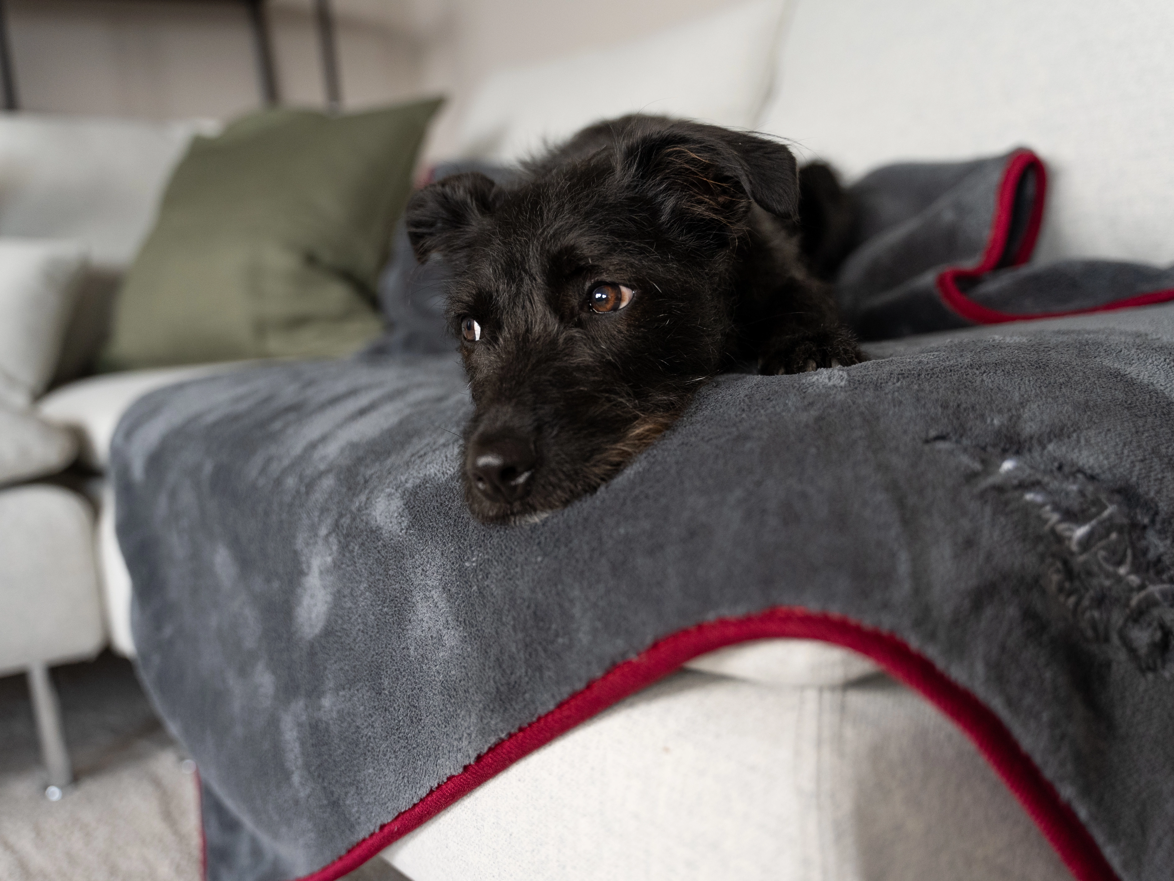 Ruby Decke von TrendPet