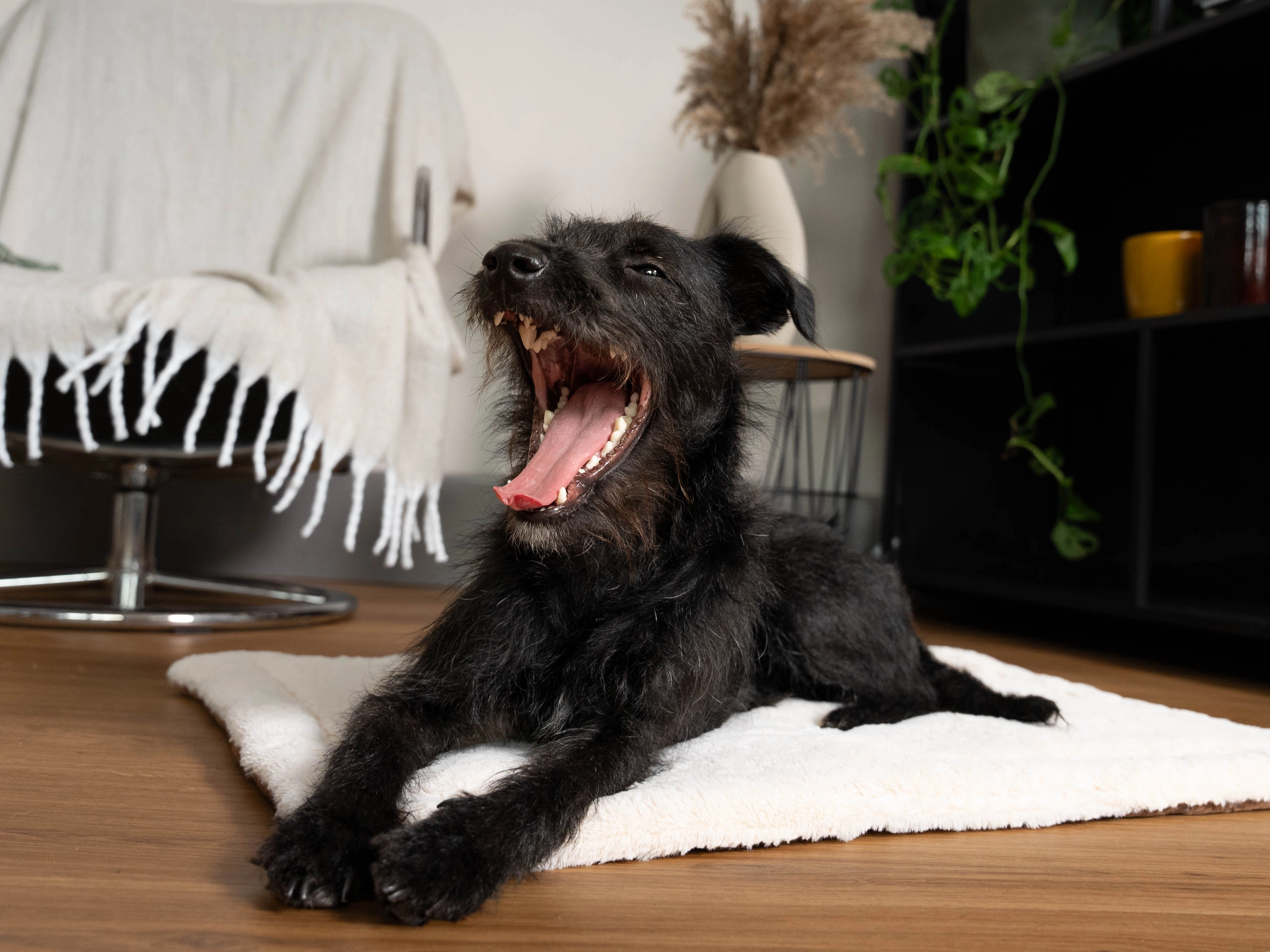 Relax Wendedecke TrendPet