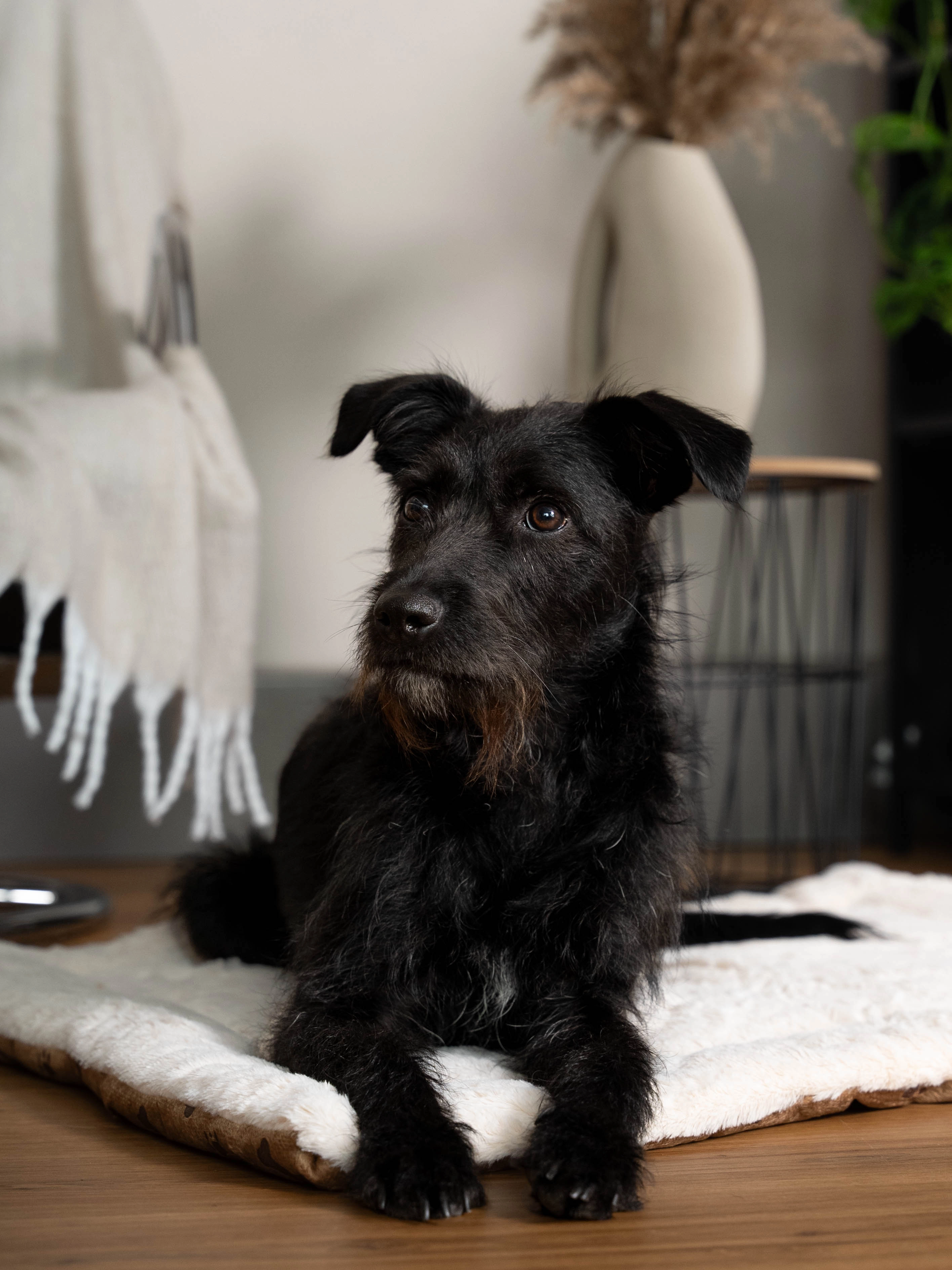 Relax Wendedecke TrendPet