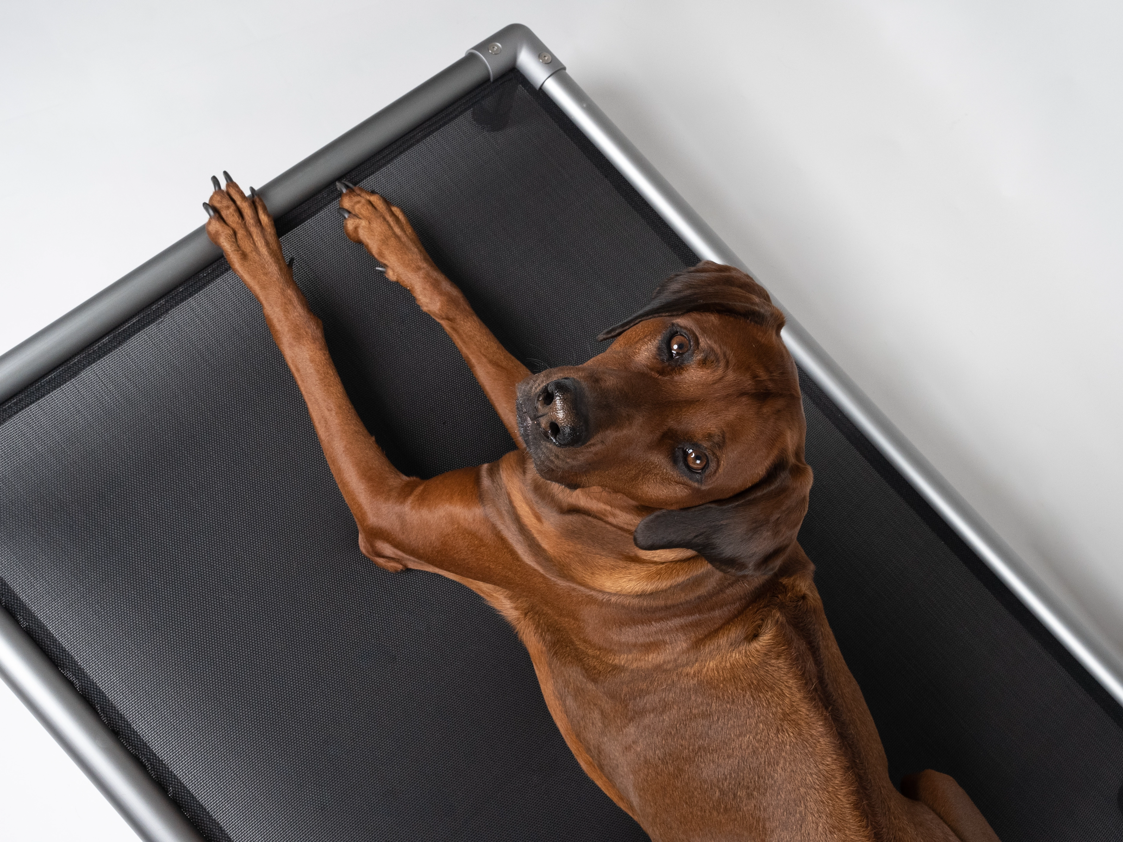 HighBed Hochbett fuer Hunde von TrendPet