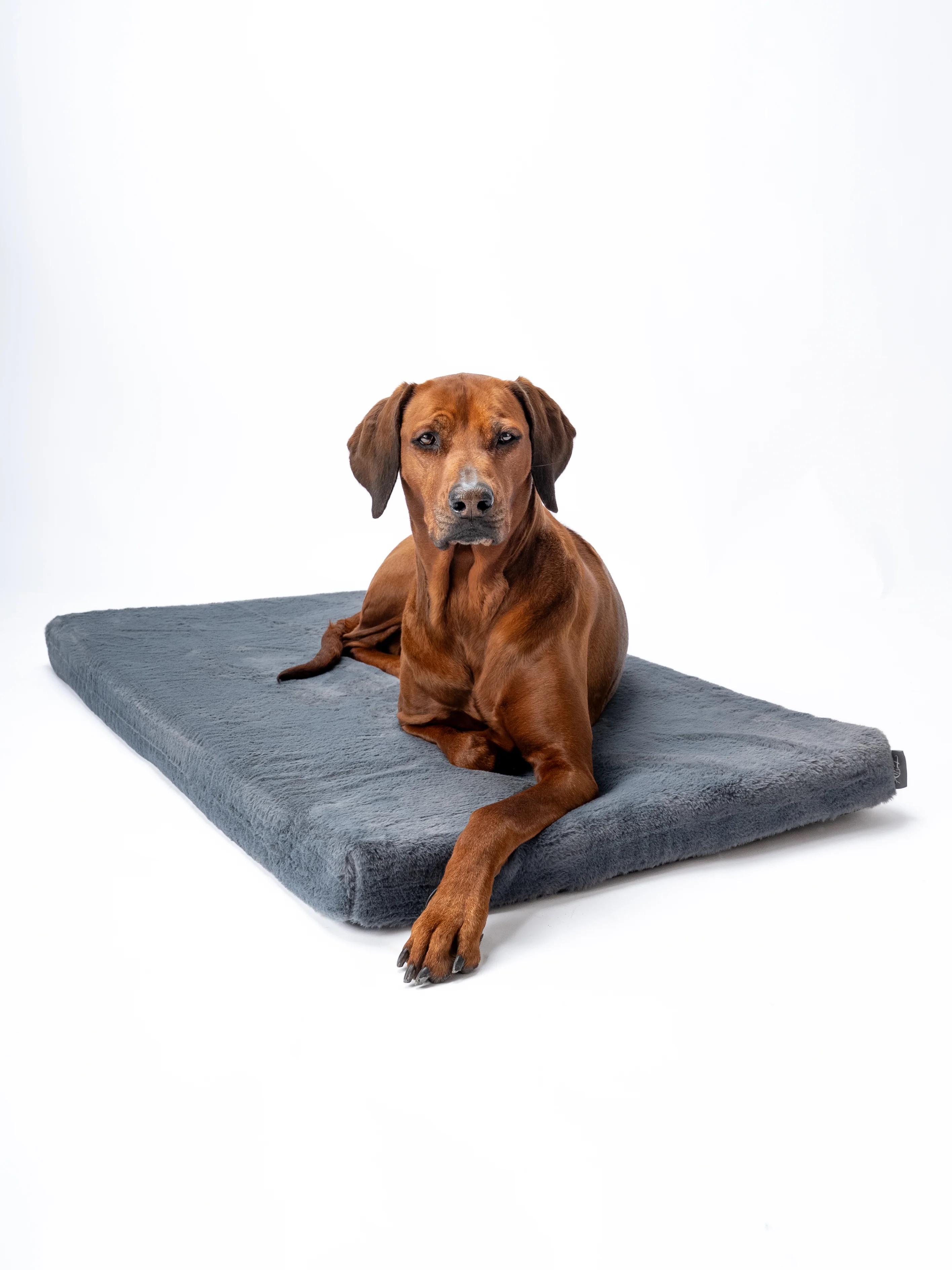 VitaMedog - 7 cm 