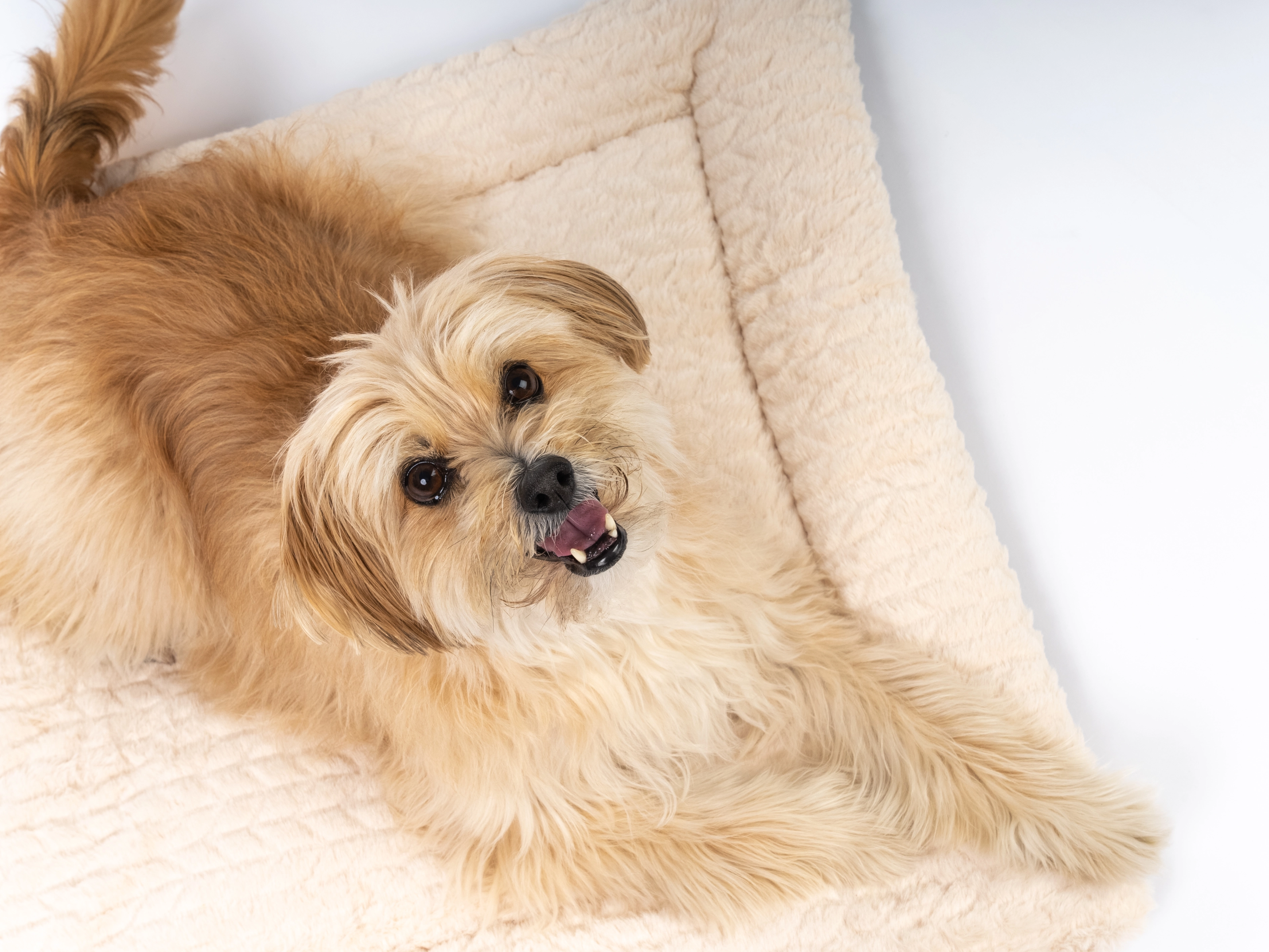 Heaven geposlterte Wendedecke für Hunde und Katzen von TrendPet