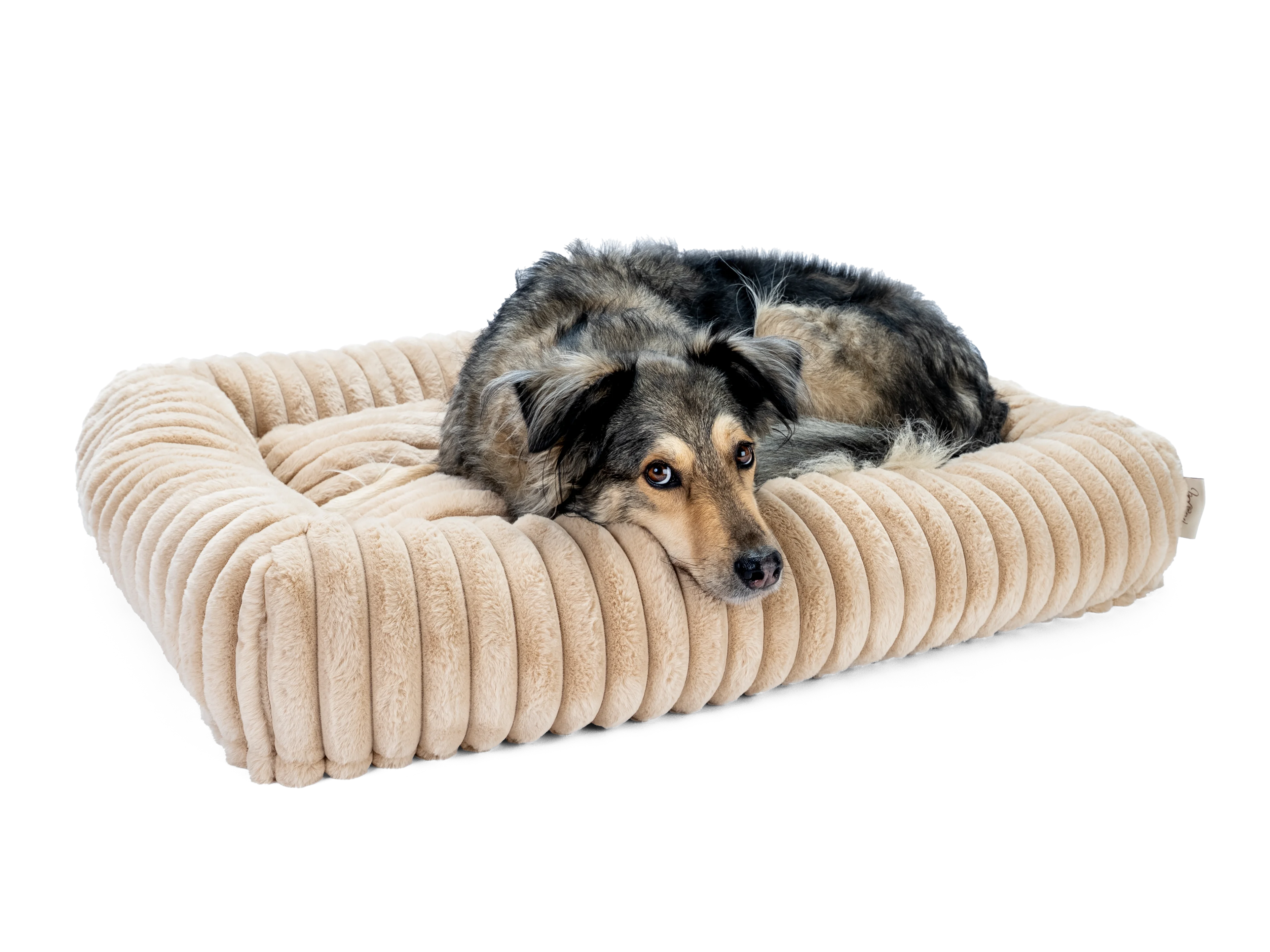 Hund liegt im Biscuit Cube von TrendPet