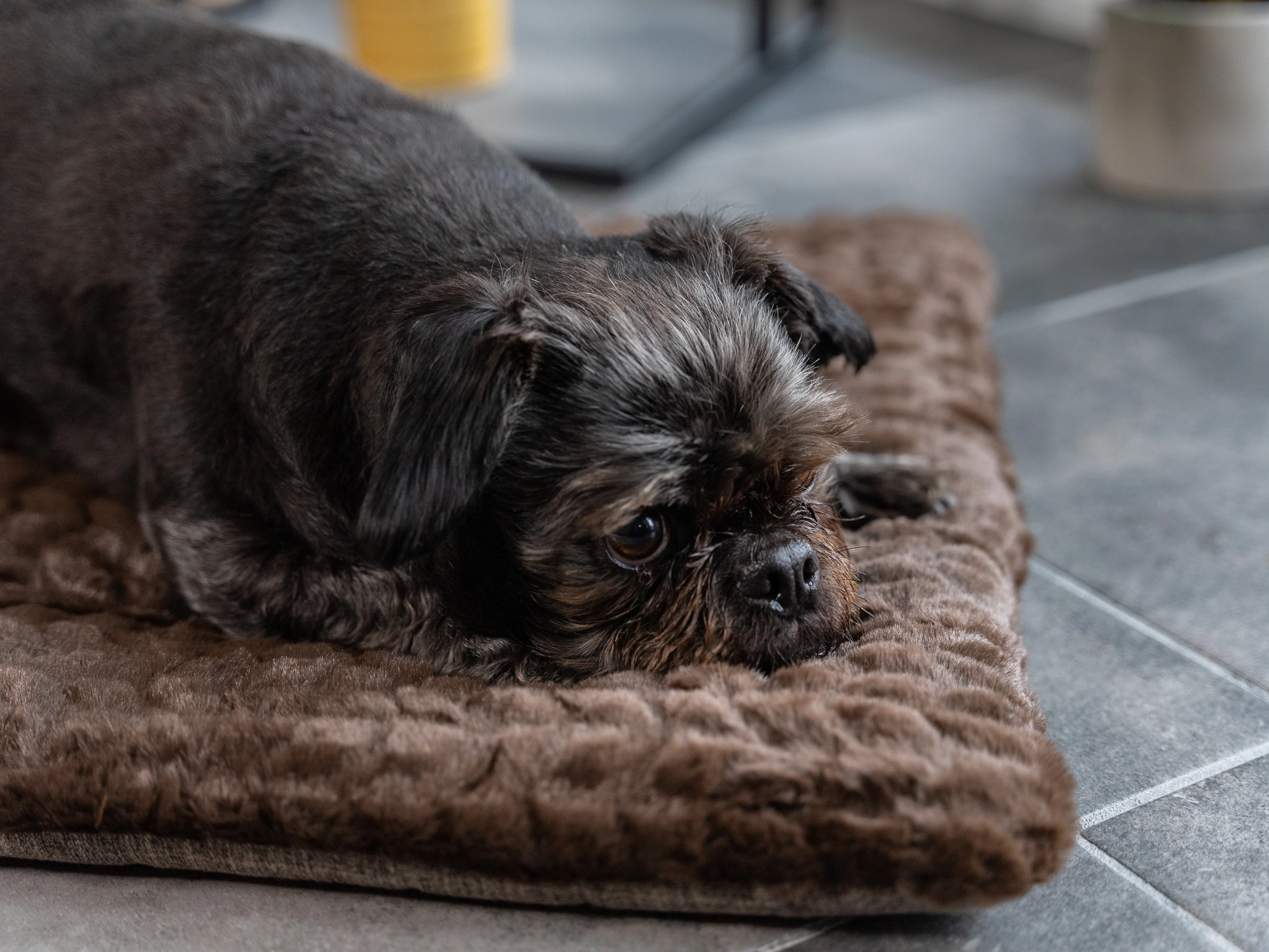 Heaven geposlterte Wendedecke für Hunde und Katzen von TrendPet