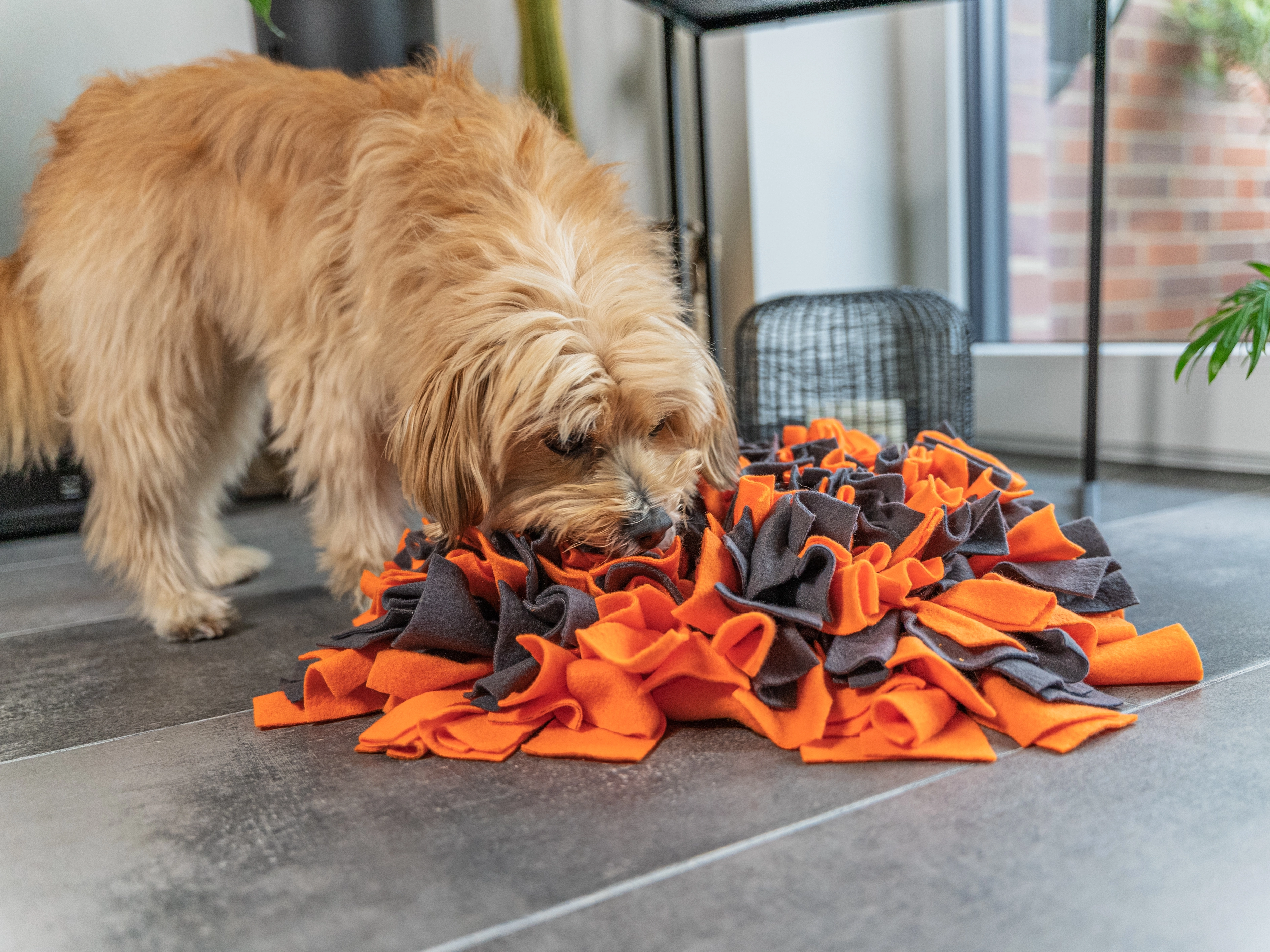 Schnueffelteppich von TrendPet