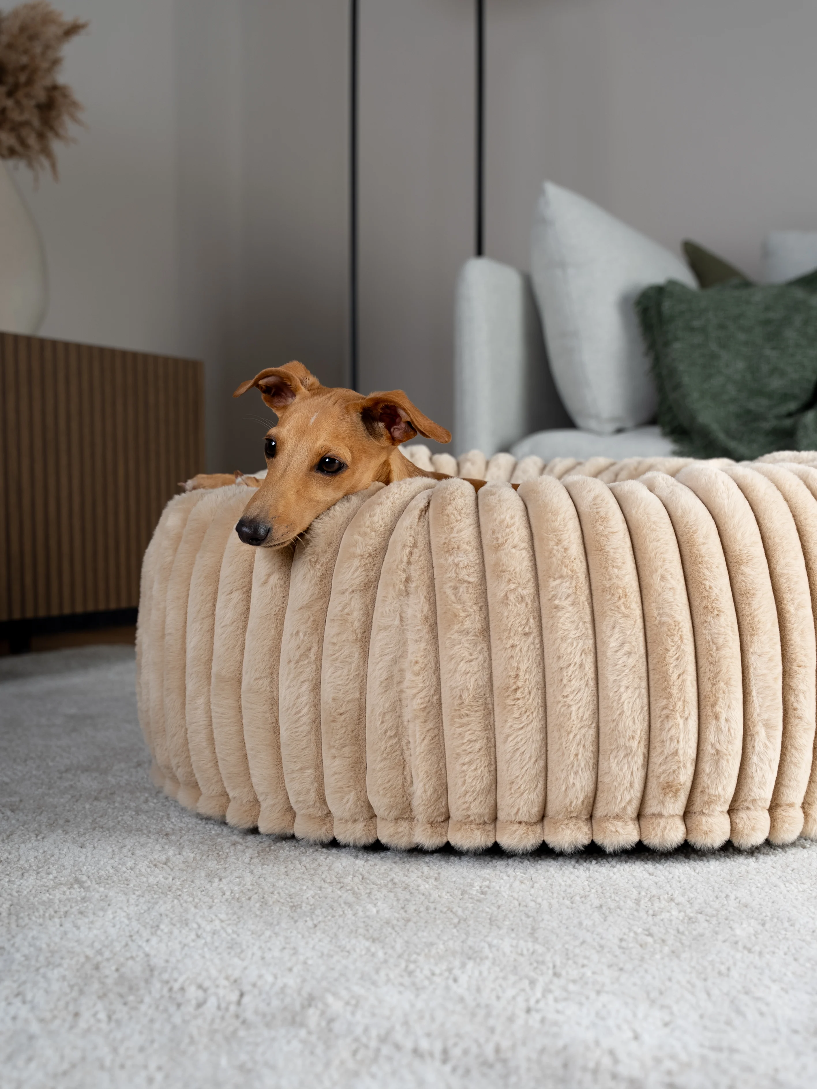 Hund liegt im Biscuit Spot