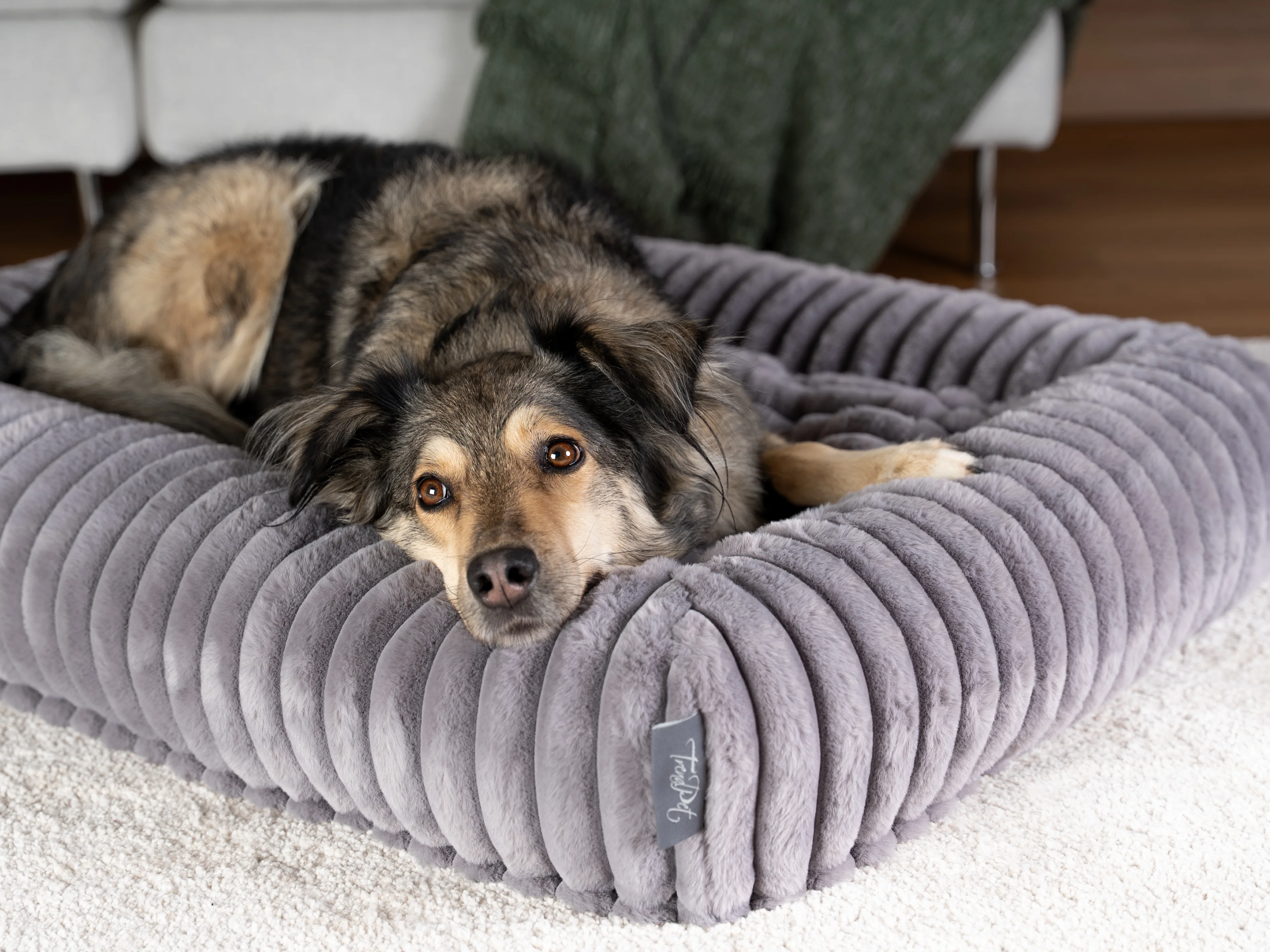 Hund liegt im Biscuit Cube von TrendPet