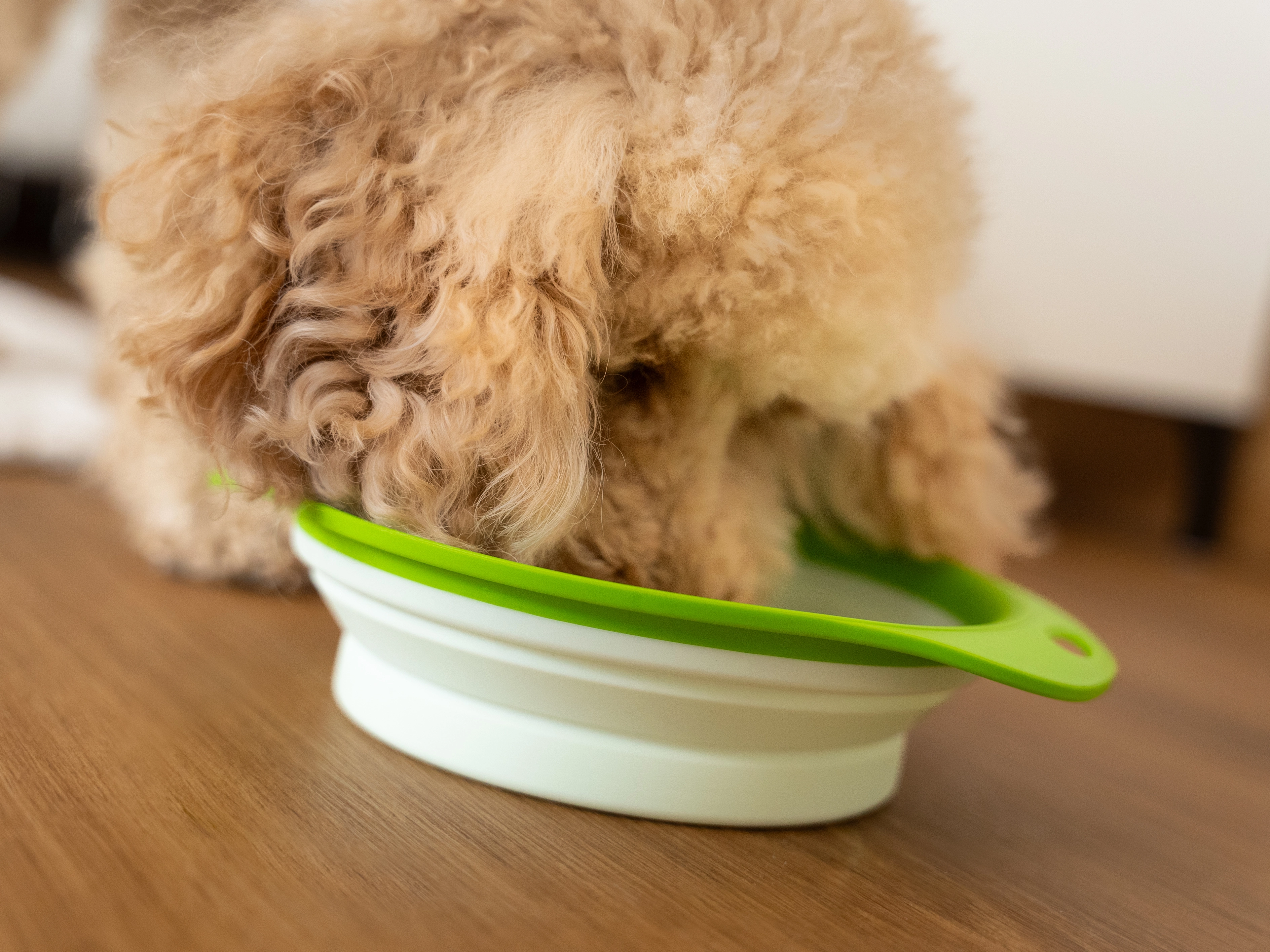 faltbarer Napf Travellino von TrendPet