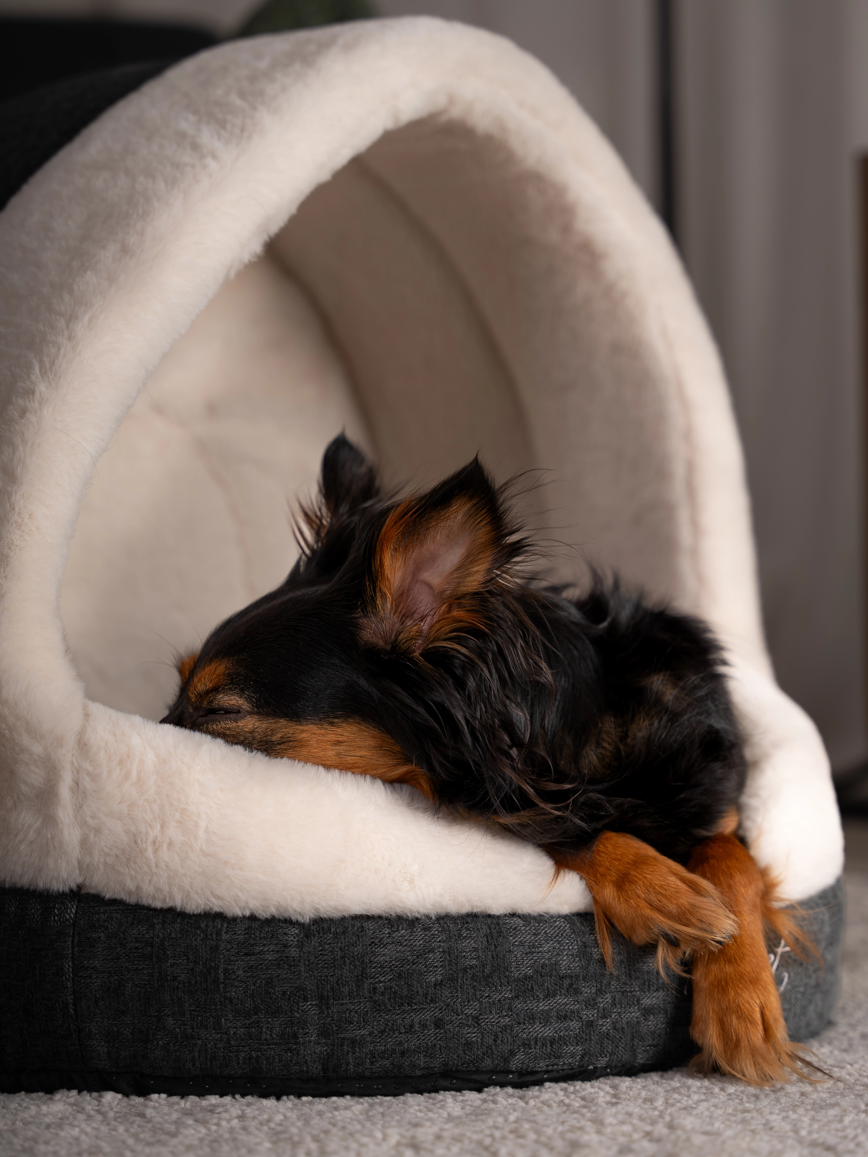 Hund liegt in der LunaHome