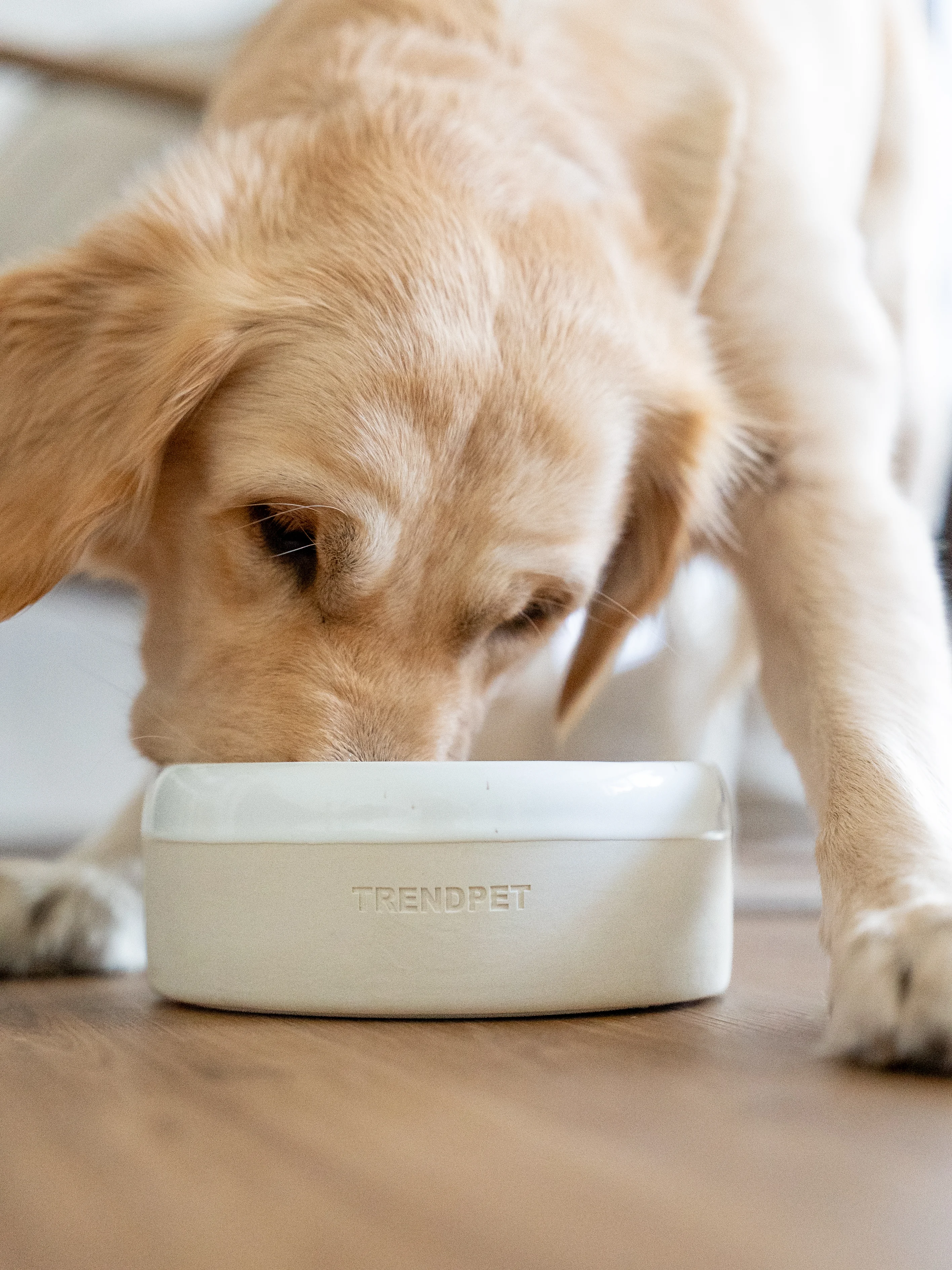 Napf Clay von TrendPet