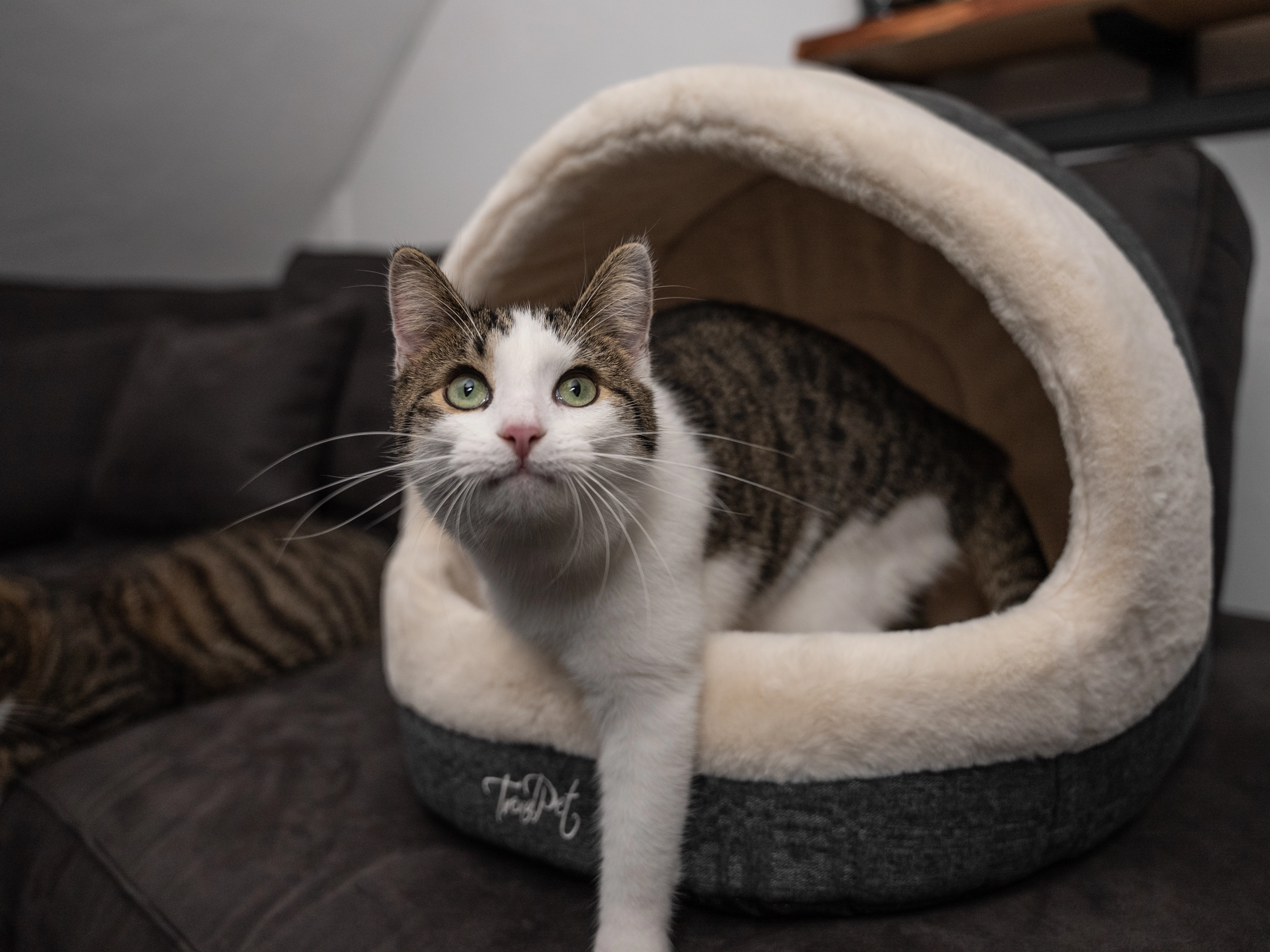 LunaHome von TrendPet