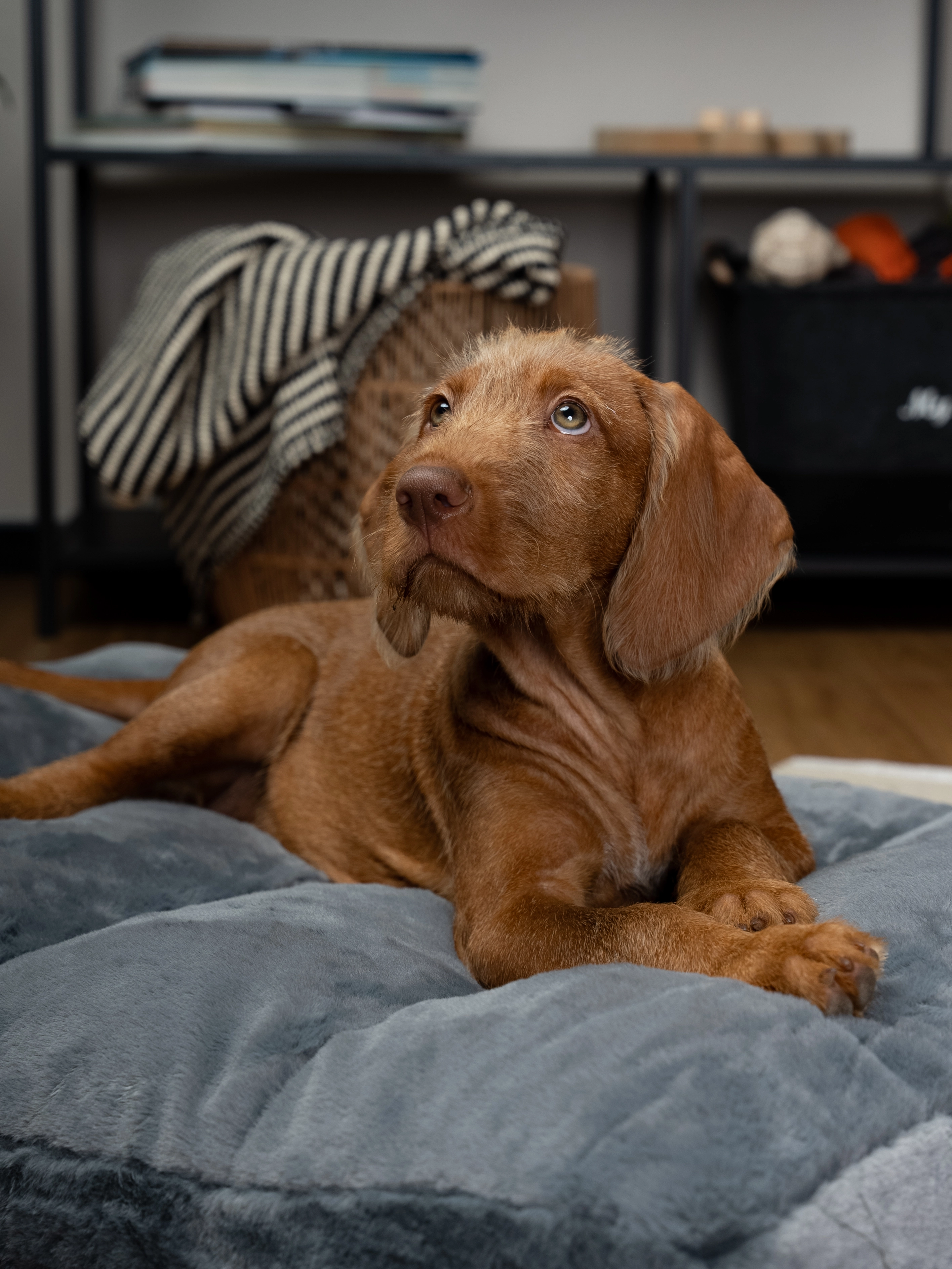 Maya Hundekissen von TrendPet