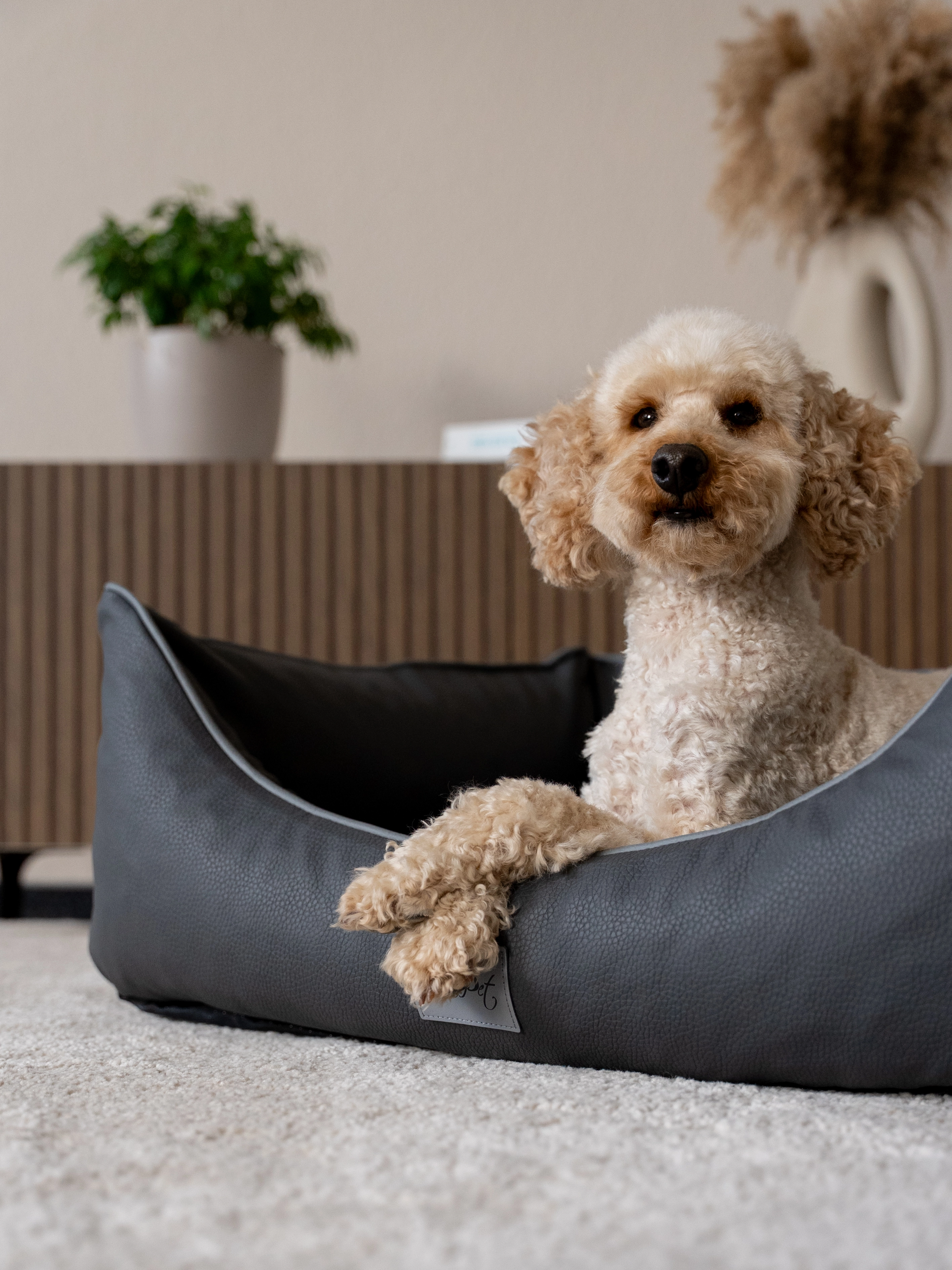 Hund liegt im TrendPet Bett Runa