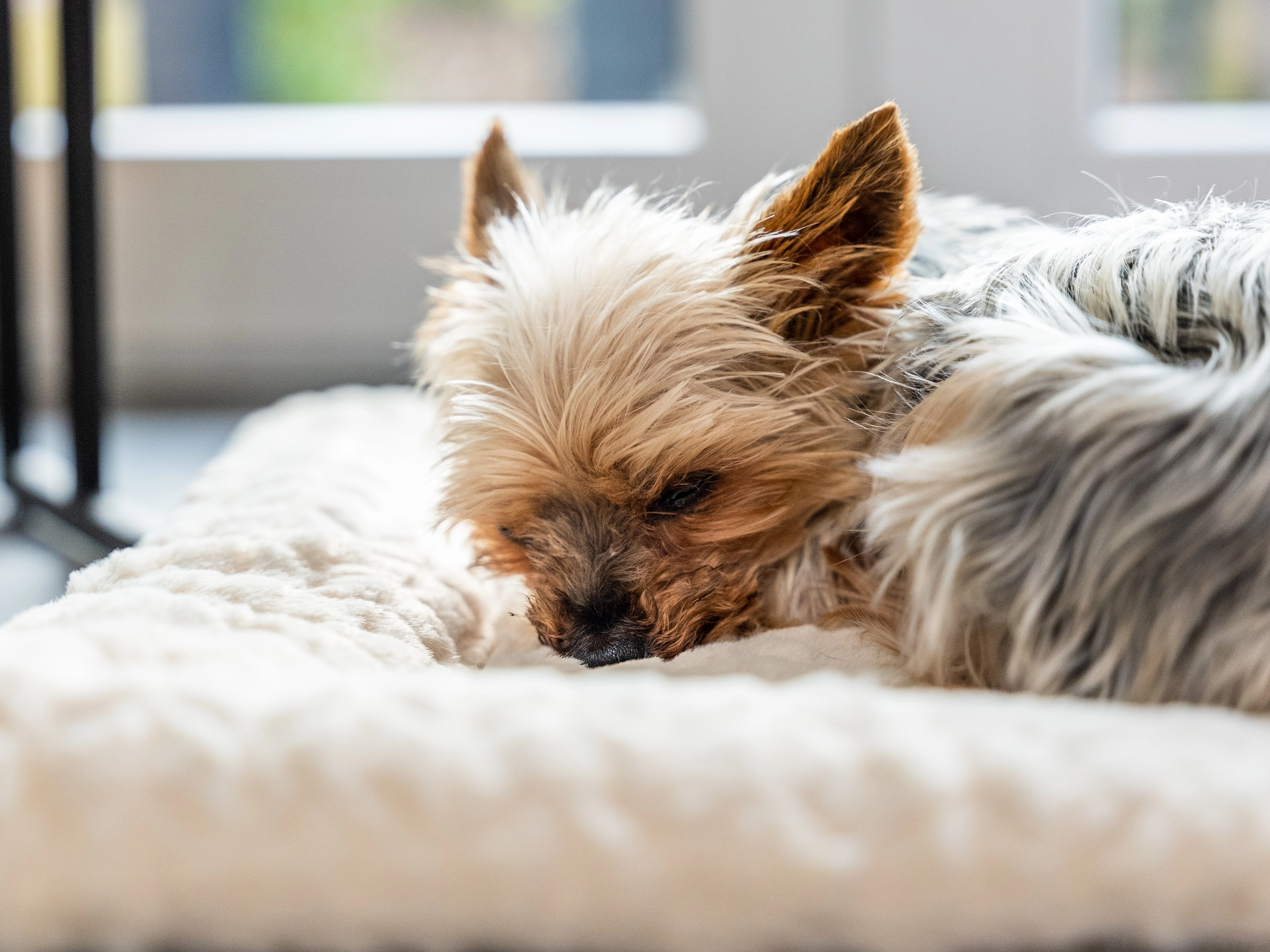 Heaven geposlterte Wendedecke für Hunde und Katzen von TrendPet
